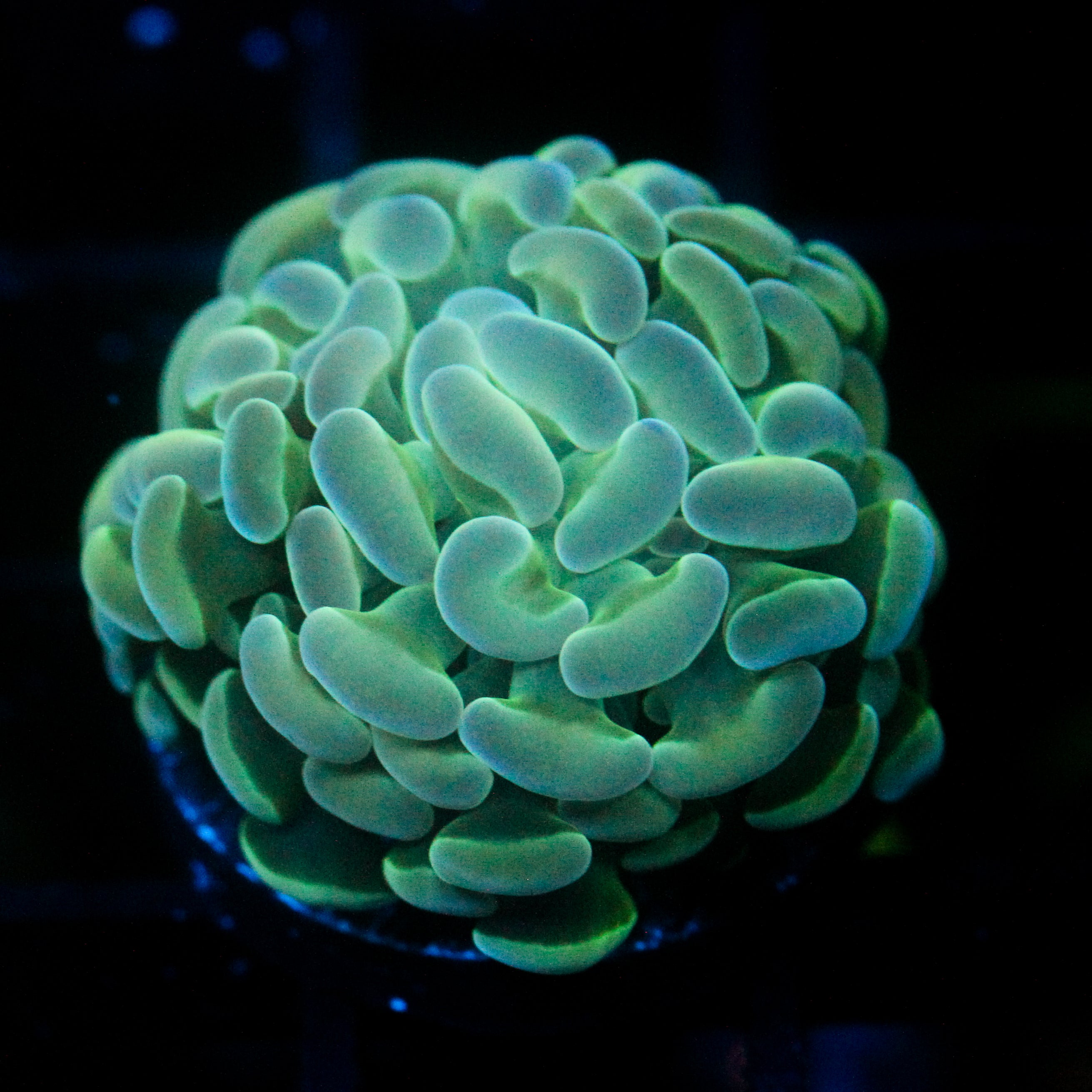 JC Alien Glow Hammer