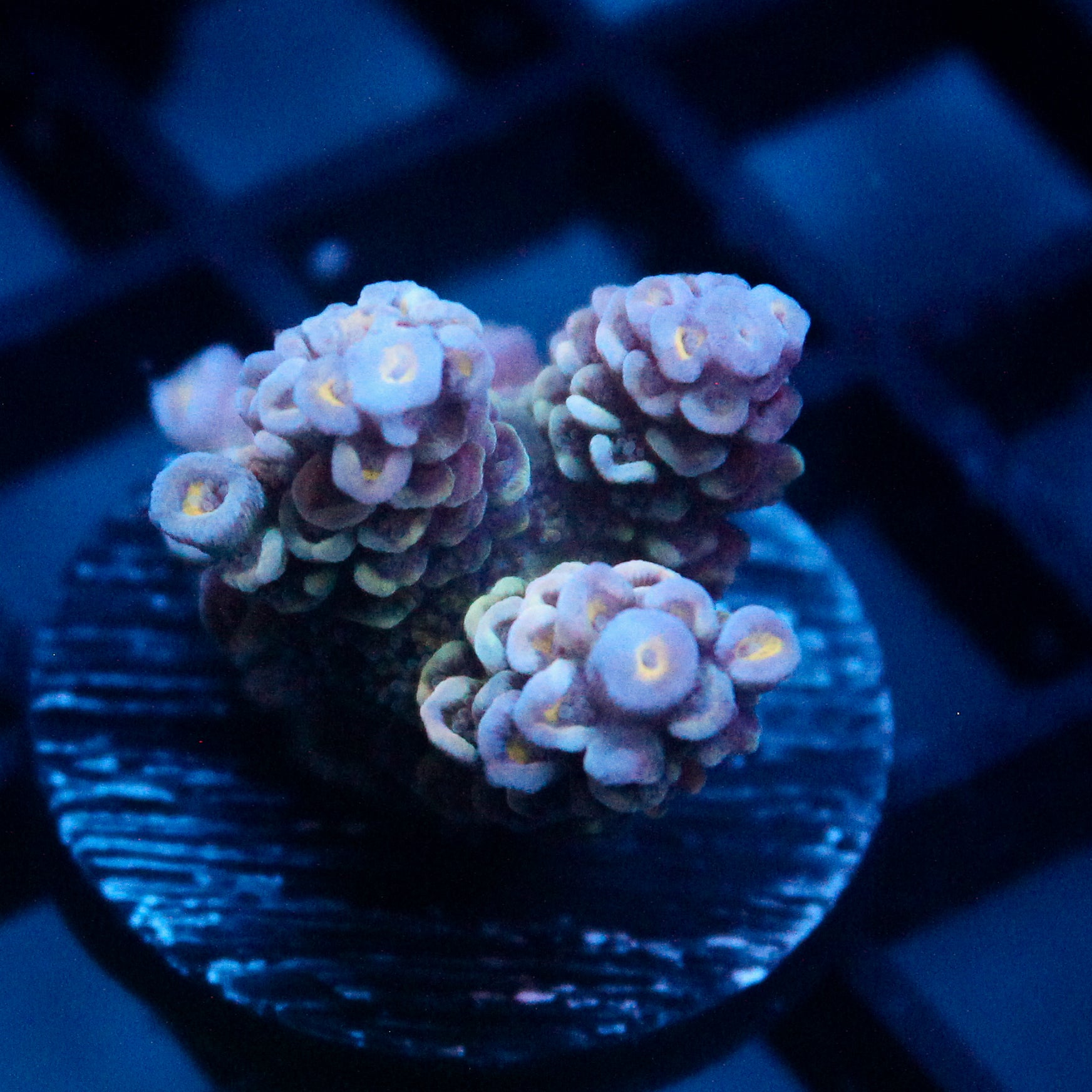 JC Peachy Petals Acro