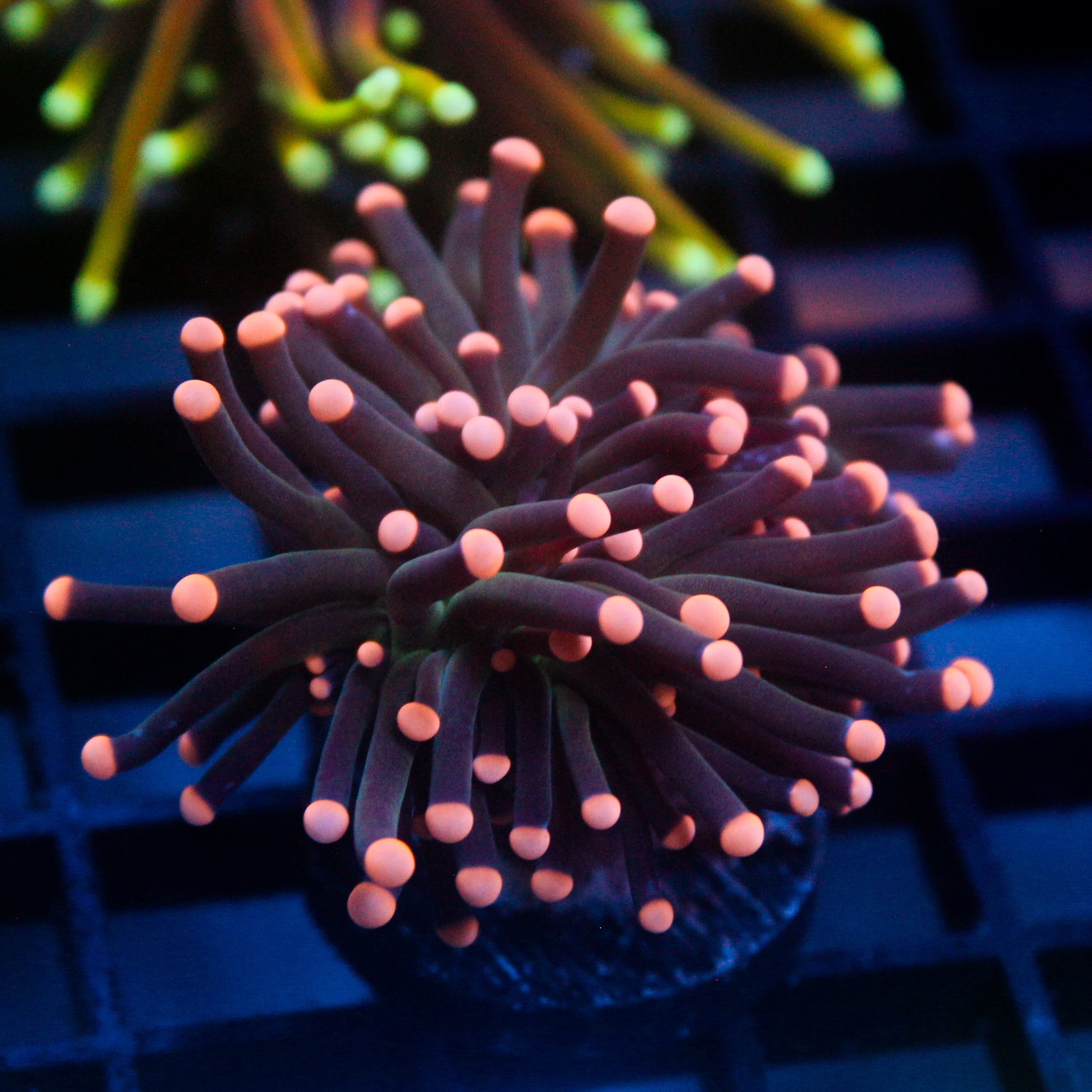 JC Pink Tip Hurricane Torch