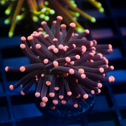JC Pink Tip Hurricane Torch