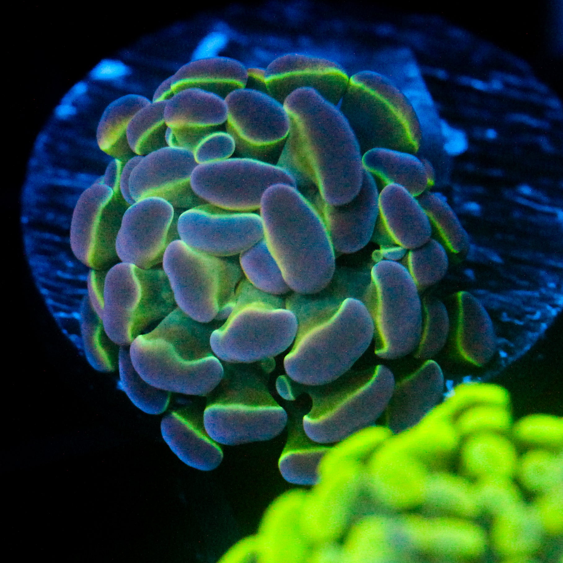 JC Ultra Hologram Hammer