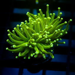 JC Slime Slayer Torch