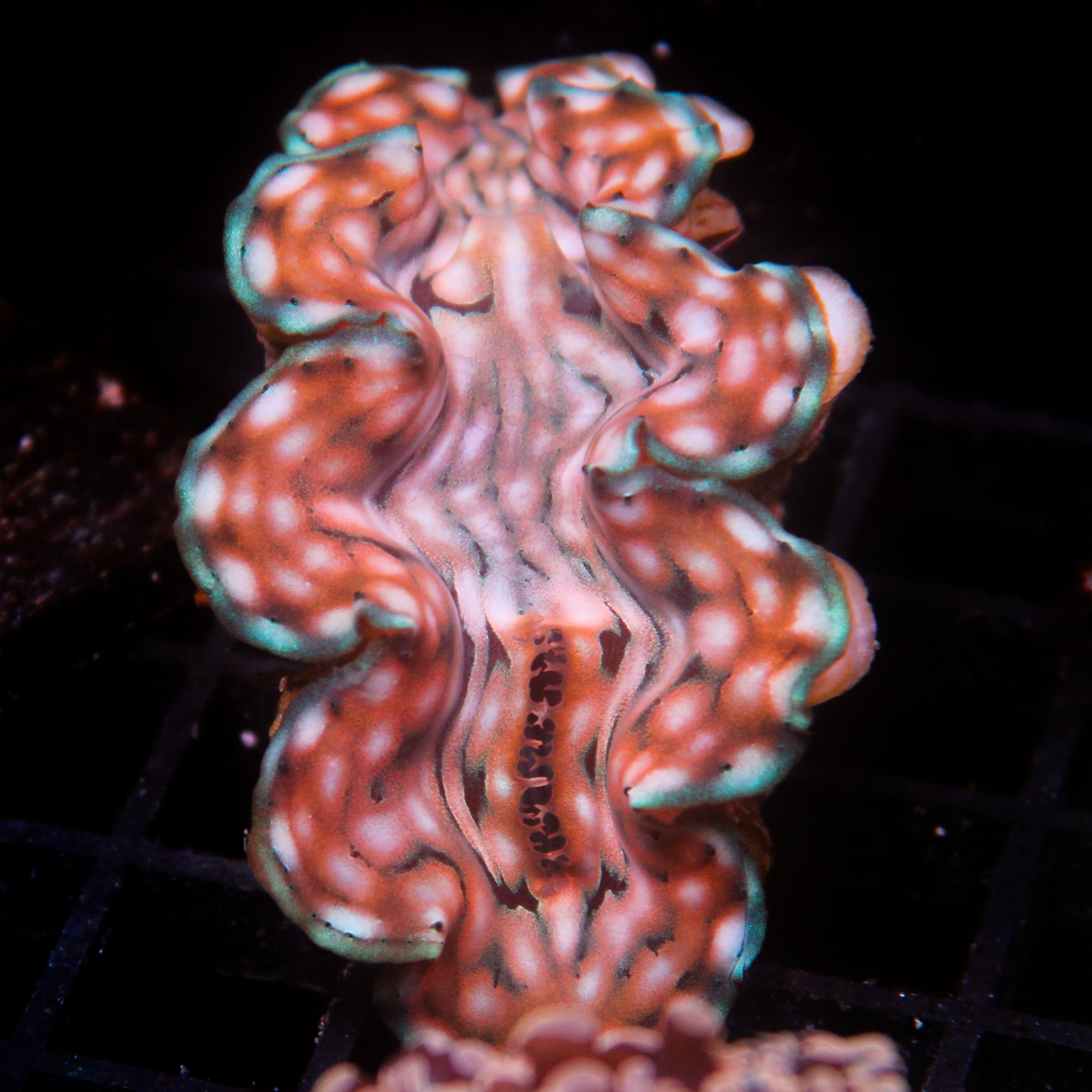 JC Biota Aquacultured Squamosa