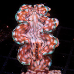 JC Biota Aquacultured Squamosa