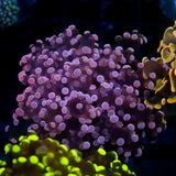 JC Pink Tip Frogspawn