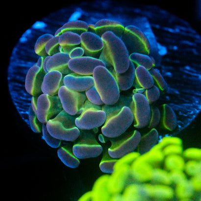 JC Ultra Hologram Hammer