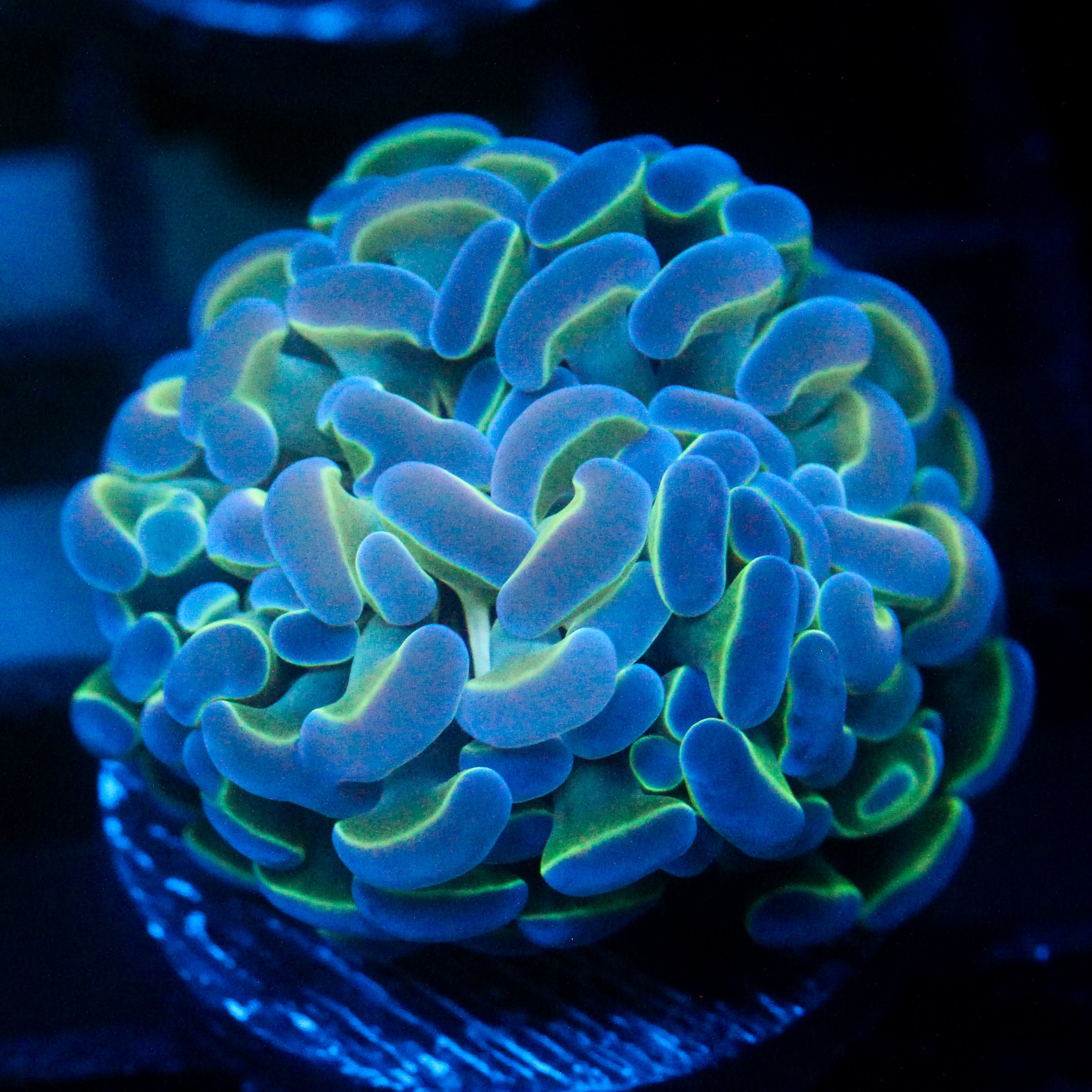 JC Hologram Hammer