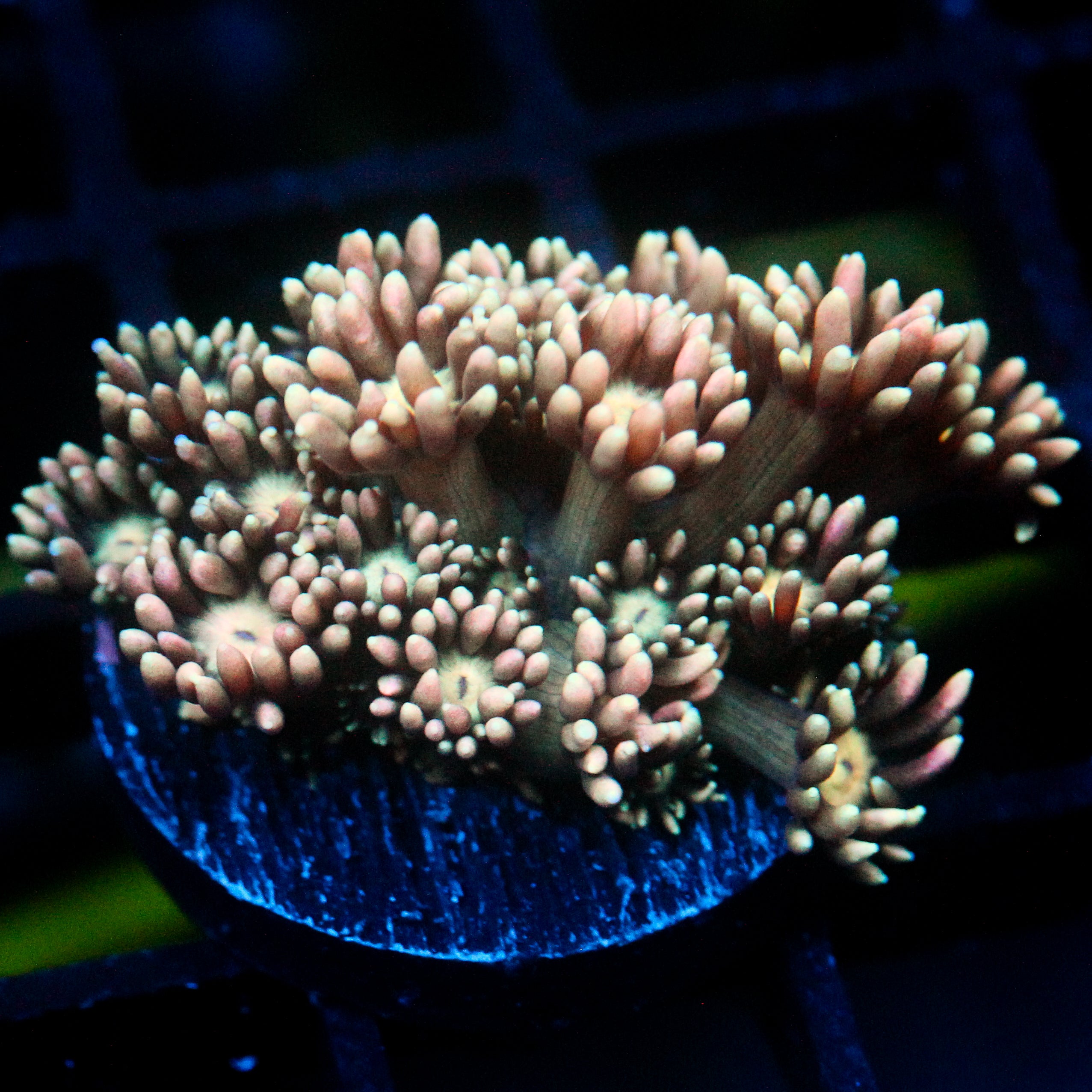 JC Peach Petals Goni