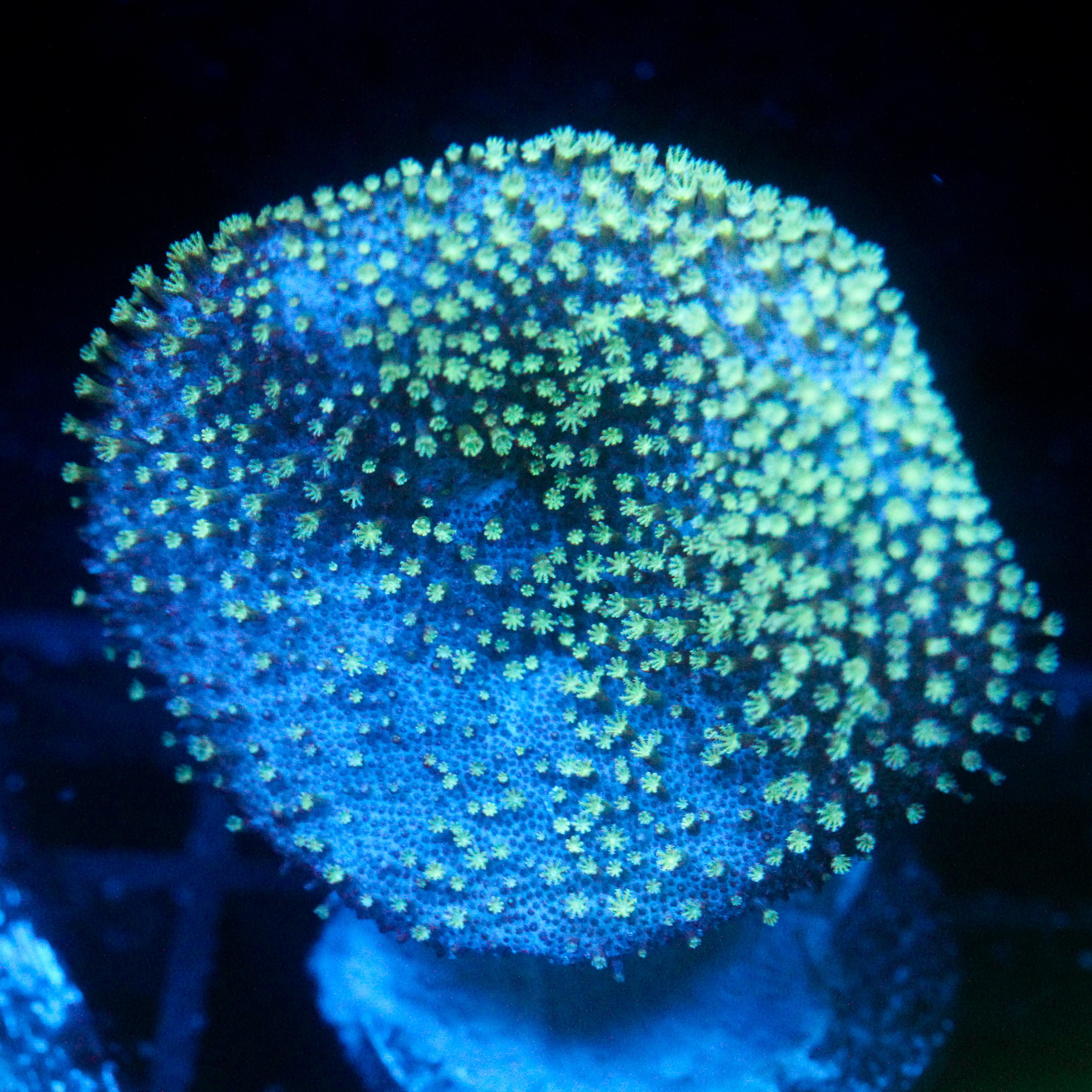 JC Minty Toadstool Aquacultured