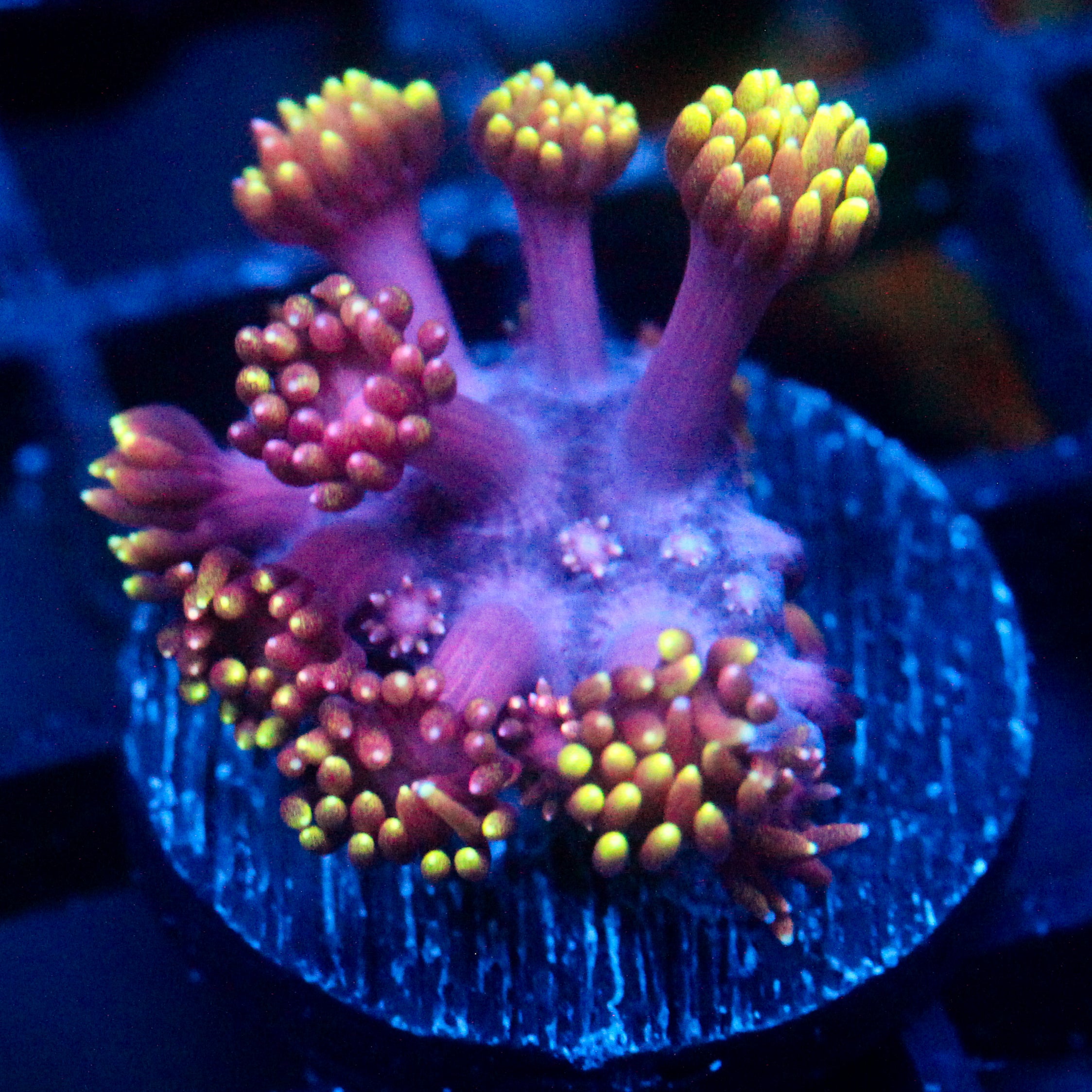 JC Tentacool Goni
