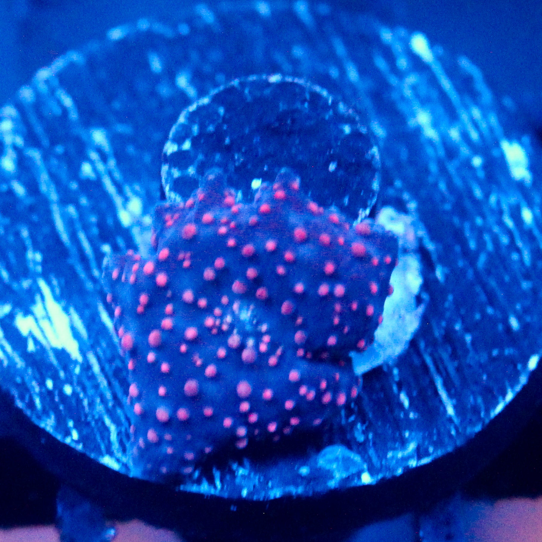 JC Pink Pimple Discosoma