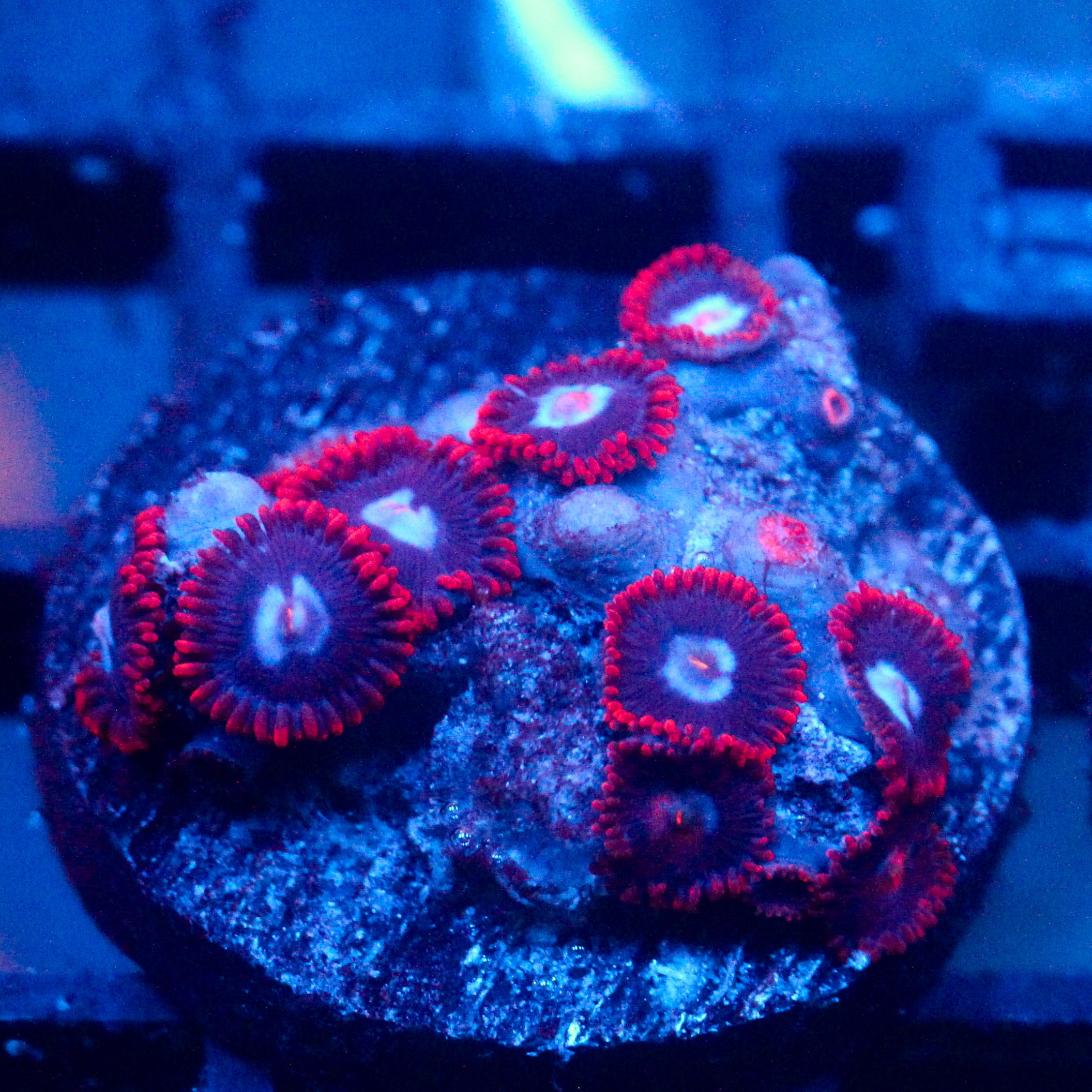 JC Edge of Reality Zoanthid