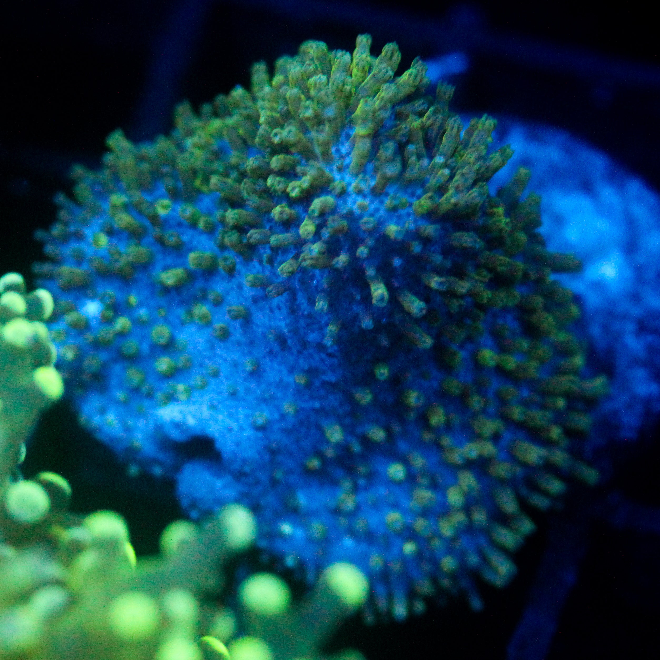 JC Minty Toadstool Aquacultured