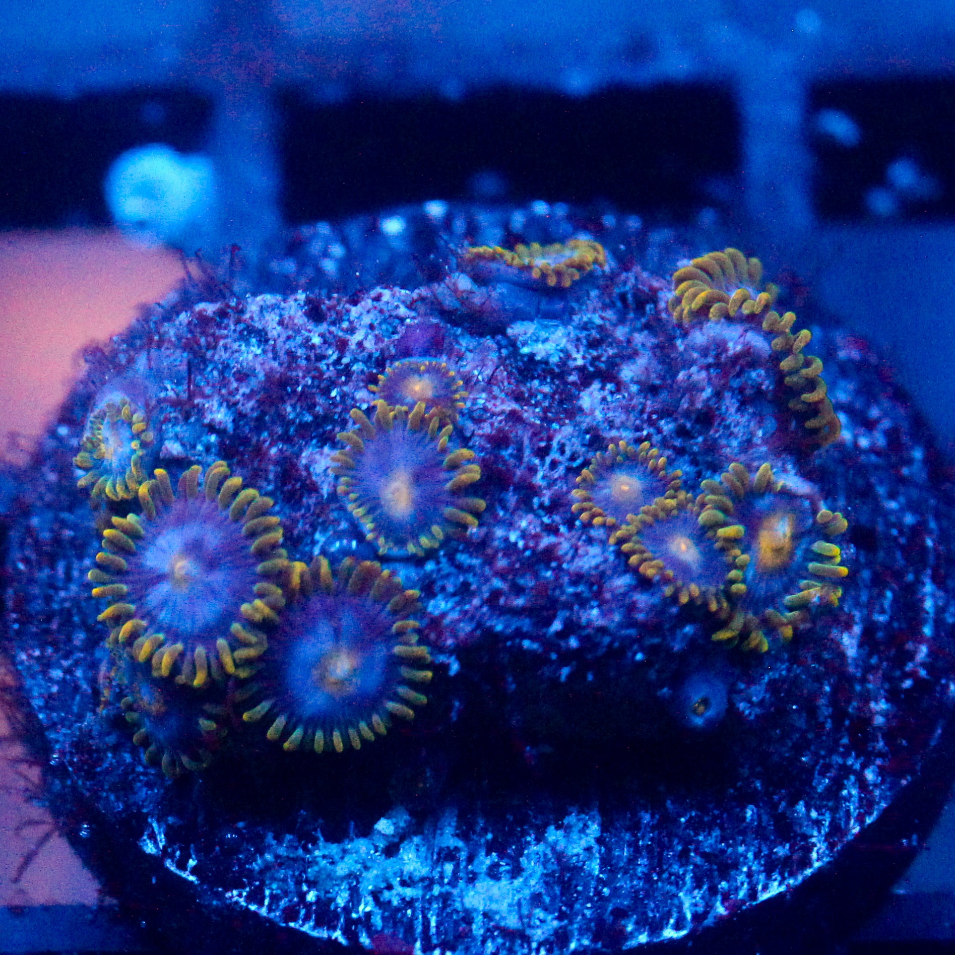 JC Gold Gobbler Zoanthid
