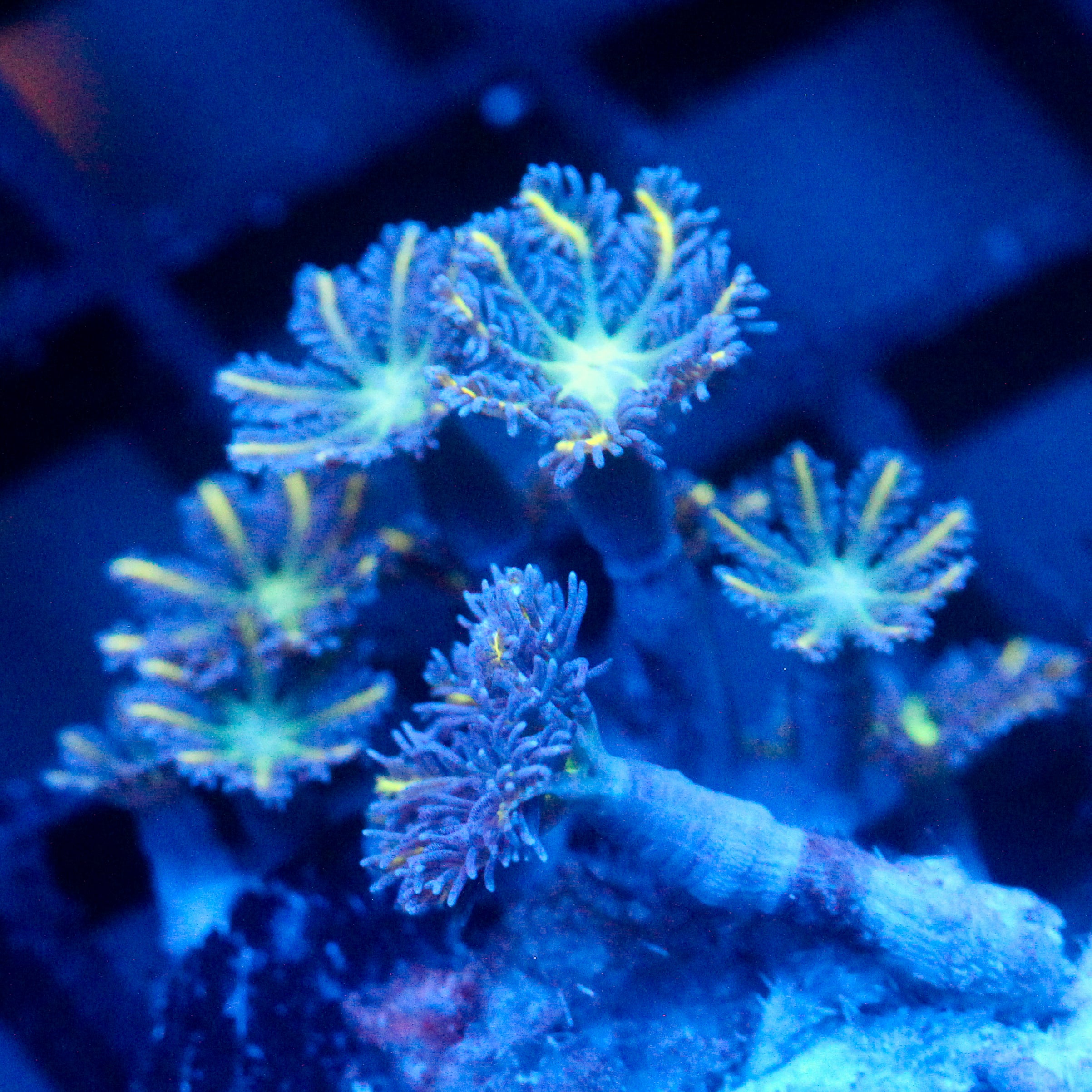 JC Orange Tip Clove Polyp