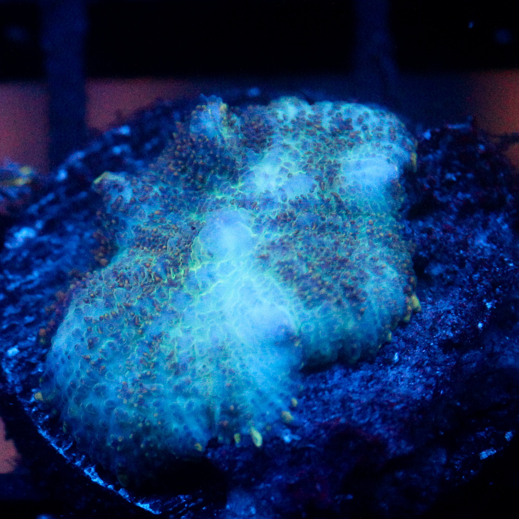 JC Cuprum Calamity Rhodactis