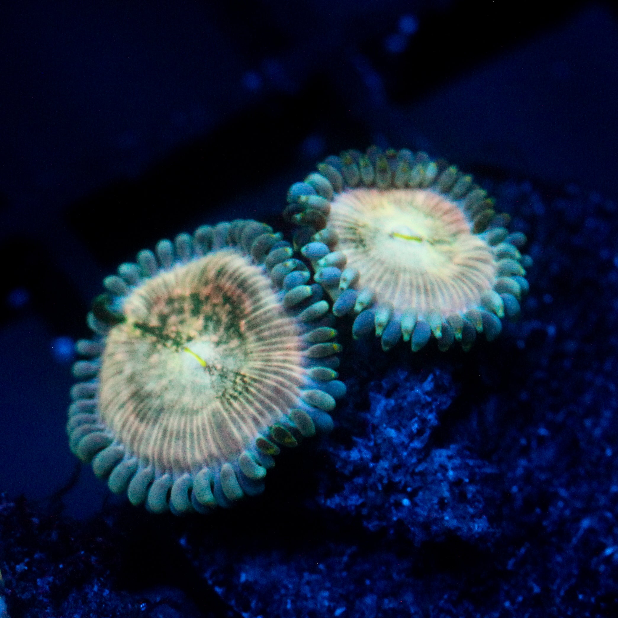 JC Hawaiian Ding Dang Zoanthid