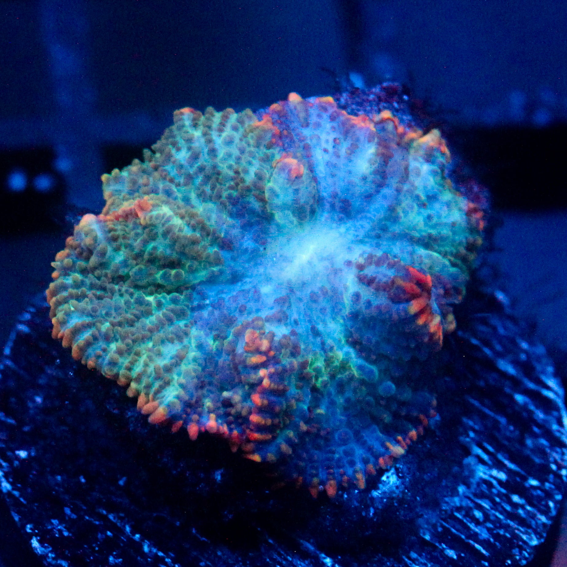 JC Cuprum Calamity Rhodactis