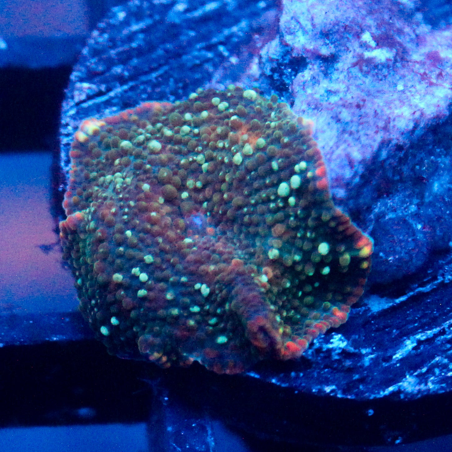 JC Pink Stella Discosoma