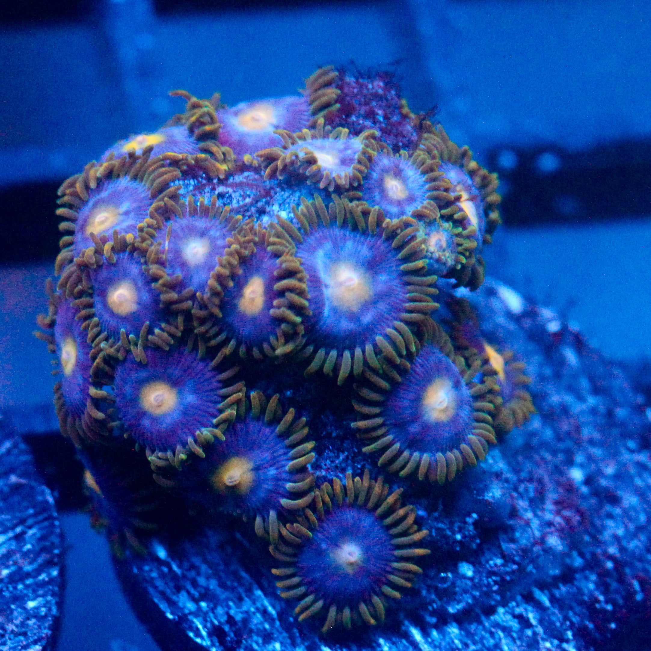 JC Gold Burst Zoanthid