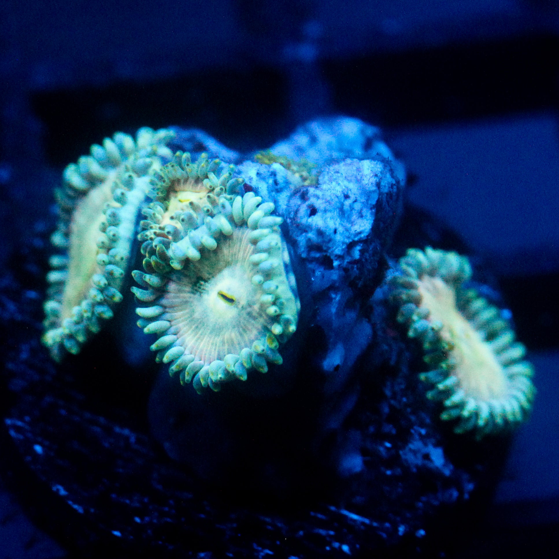 JC Hawaiian Ding Dang Zoanthid