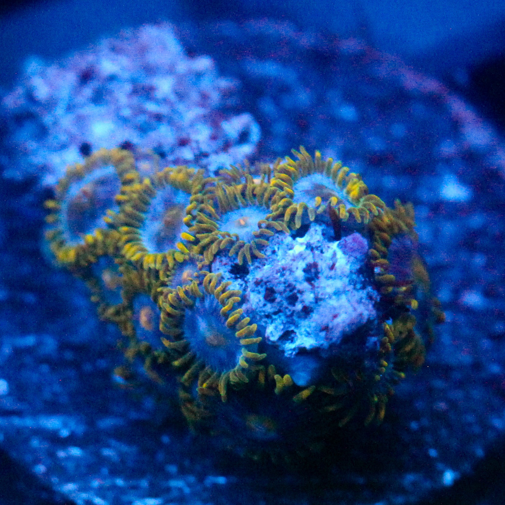 JC Blue Beast Zoanthid