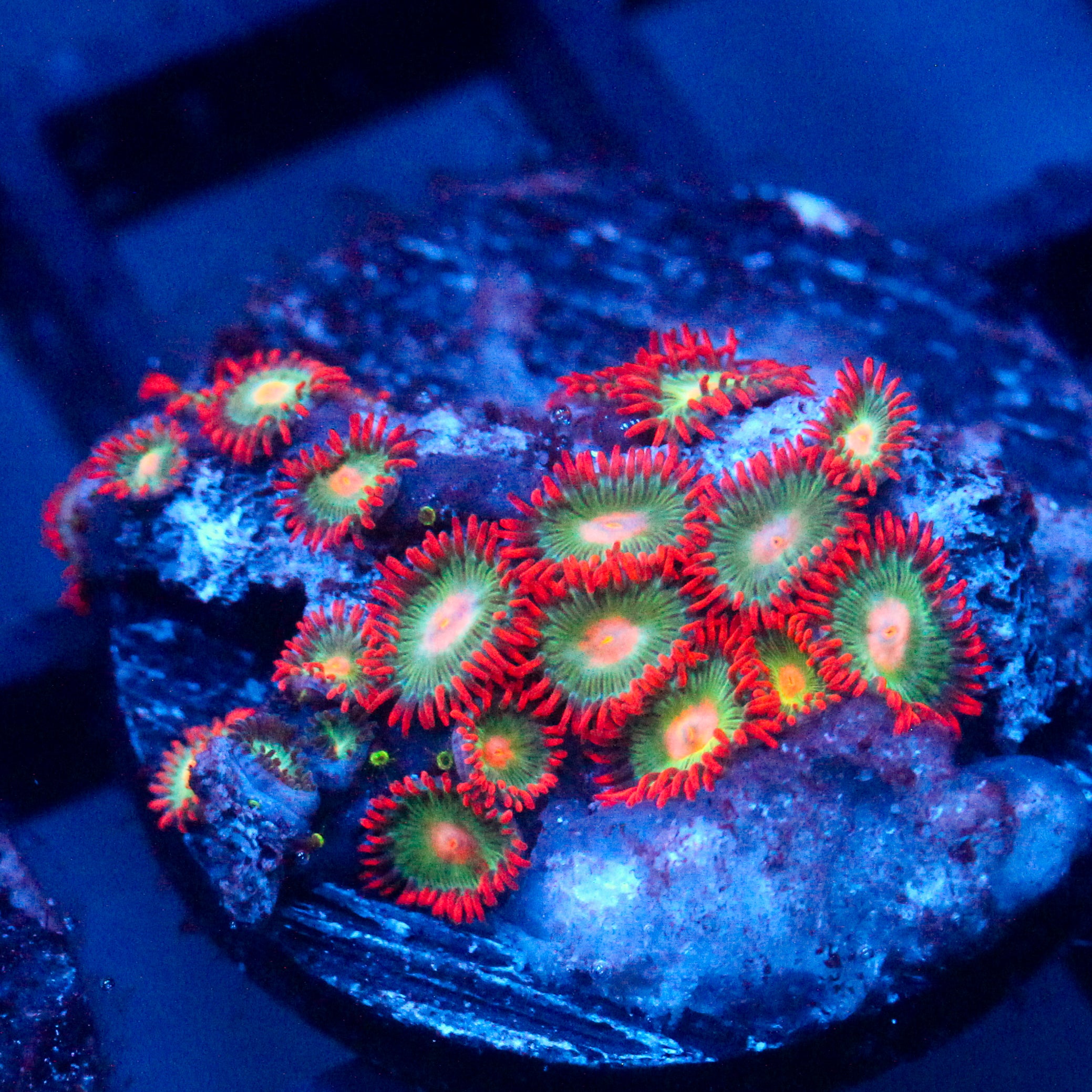 JC Gatorade Zoanthids