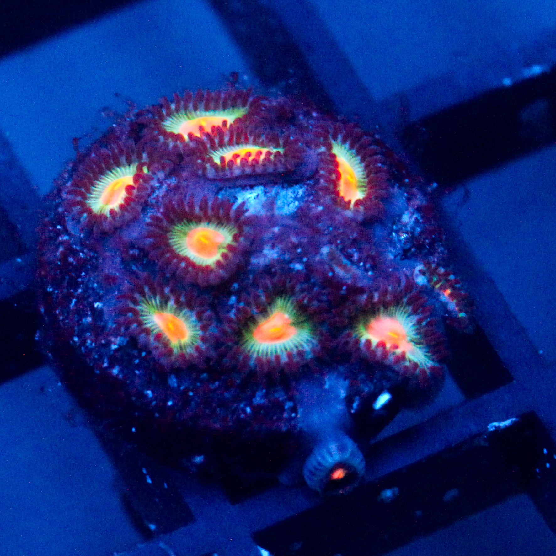 JC Blue Raven Zoanthid