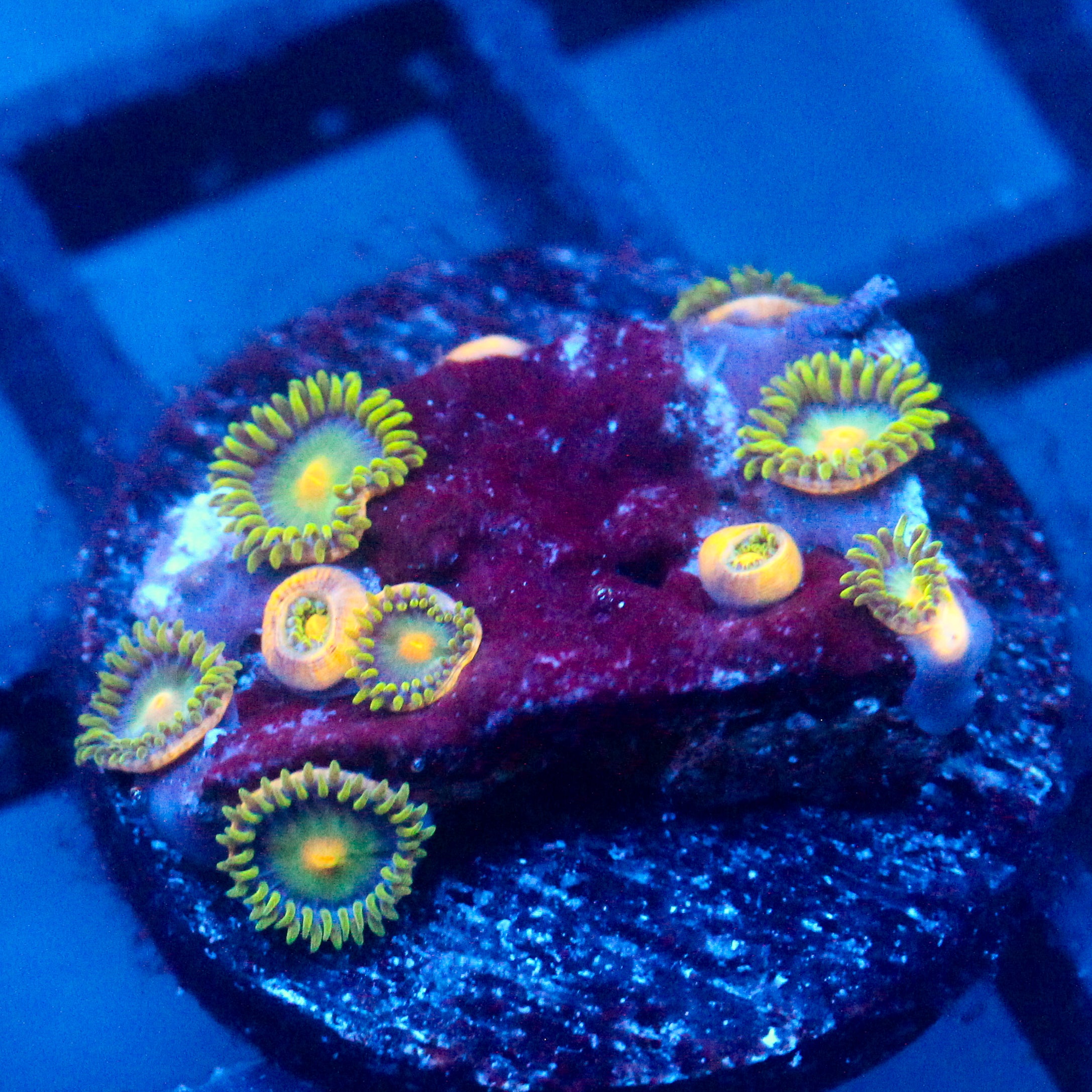 JC Green Crawler Zoanthid