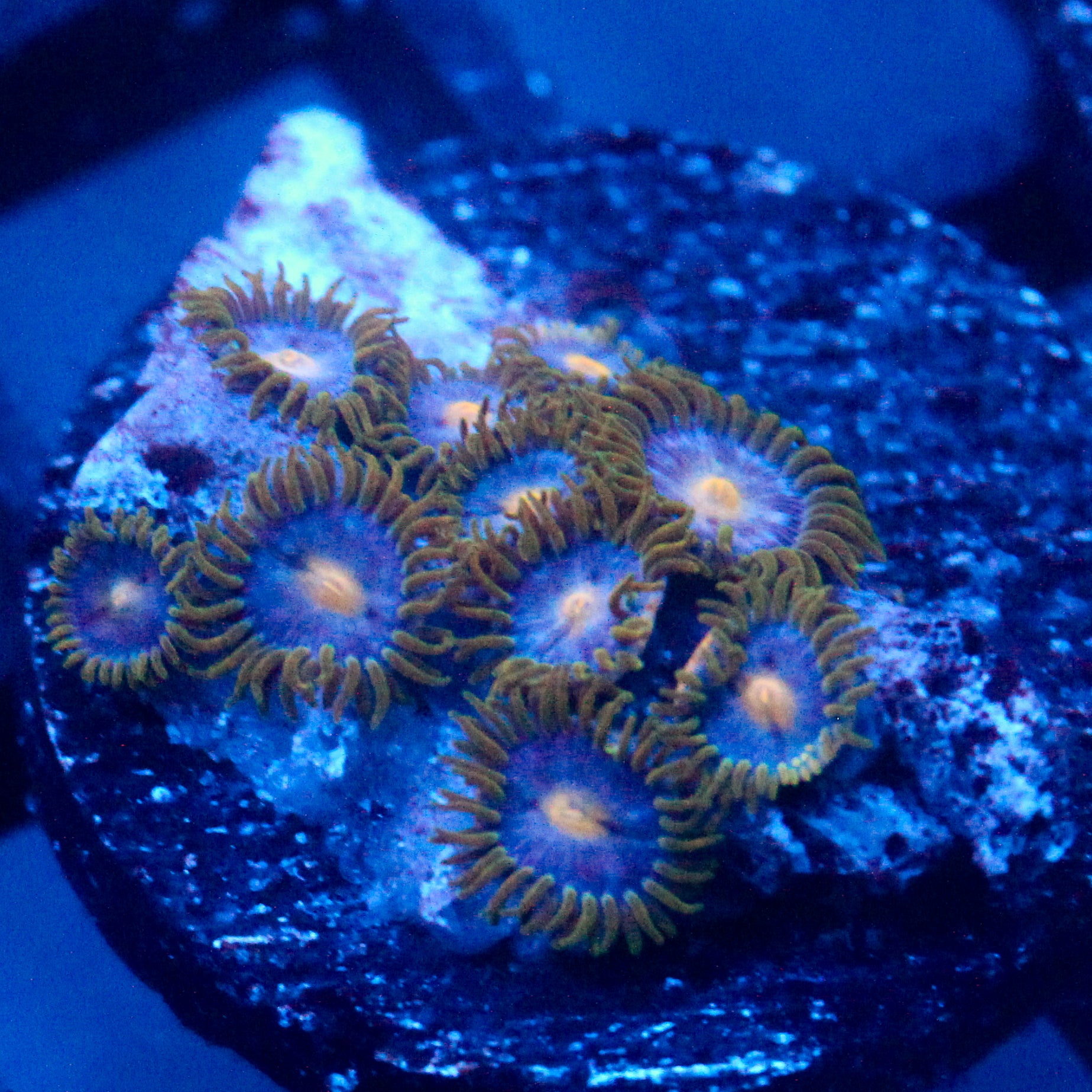 JC Gold Burn Zoanthid