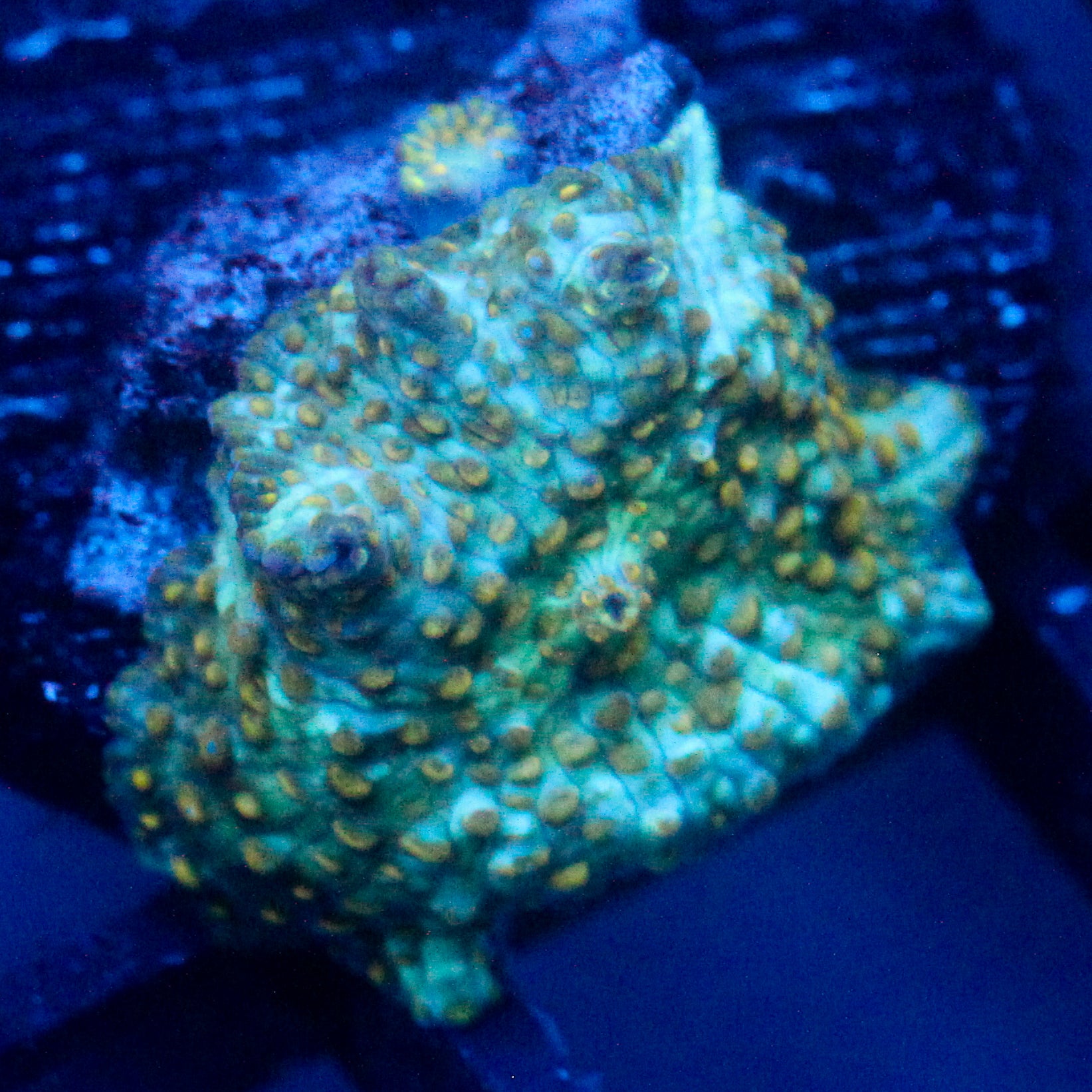 JC Cuprum Calamity Rhodactis