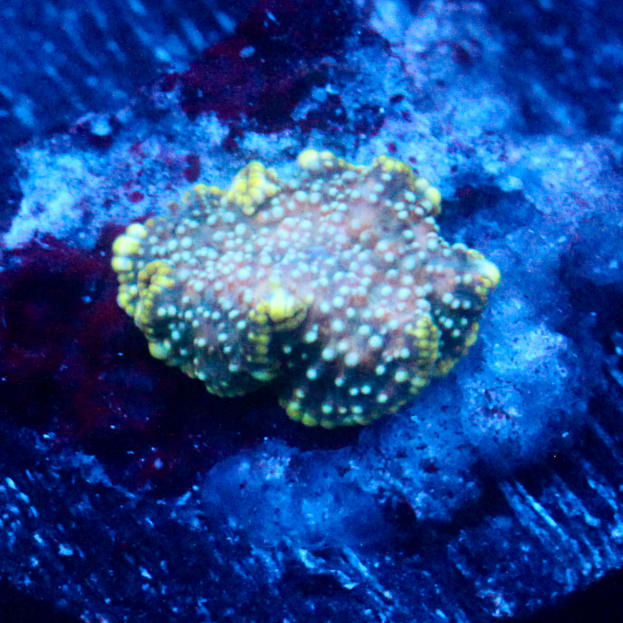 JC Dancer Discosoma
