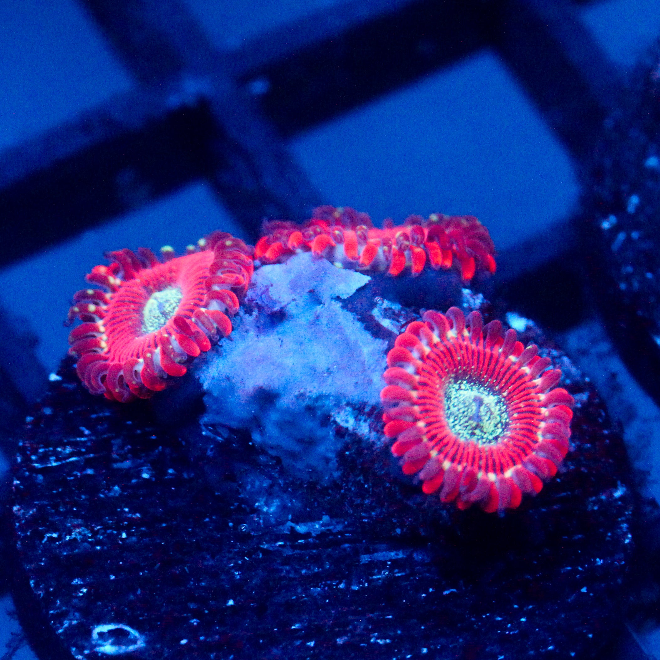 JC Magician's Zoanthid