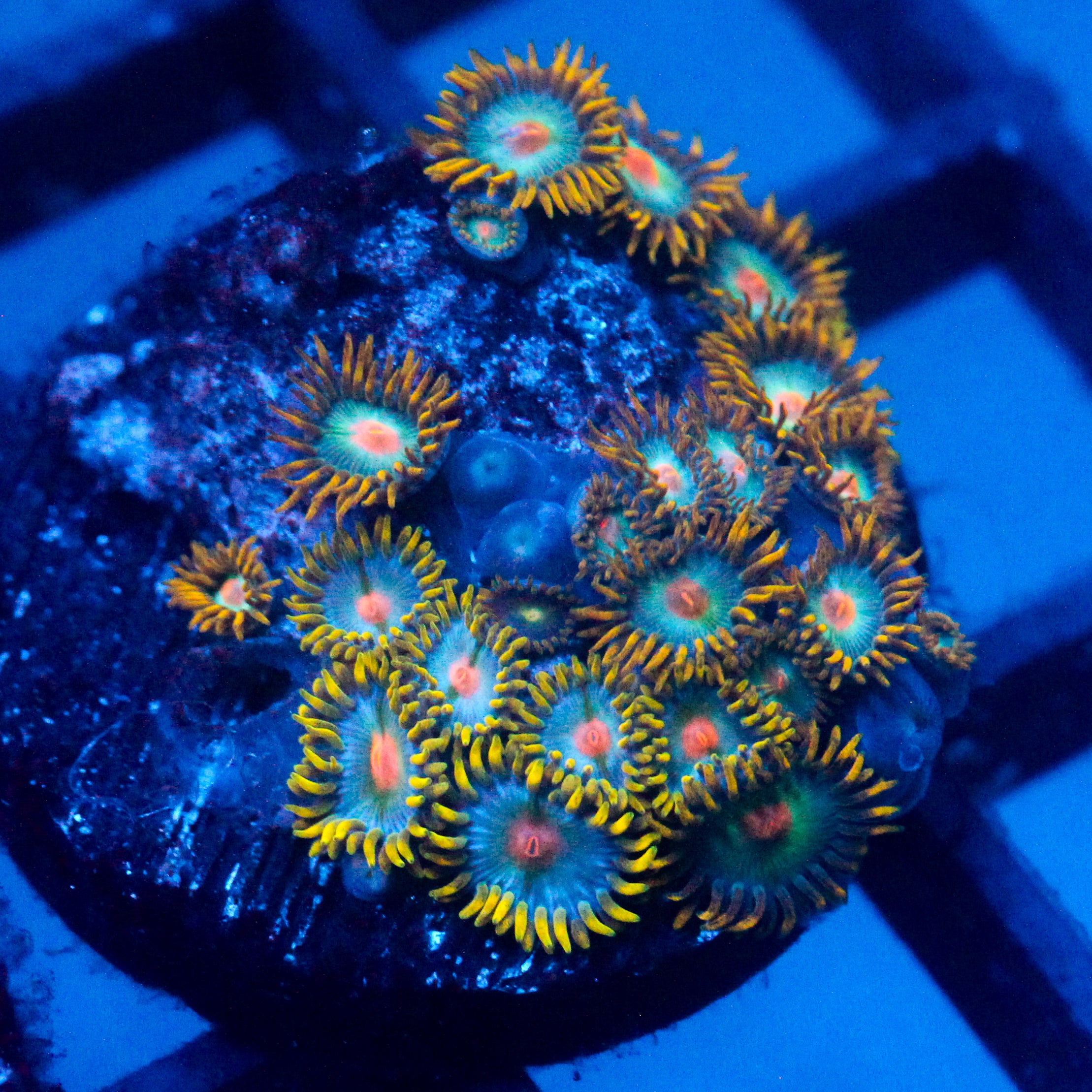 JC Saturn Zoanthid
