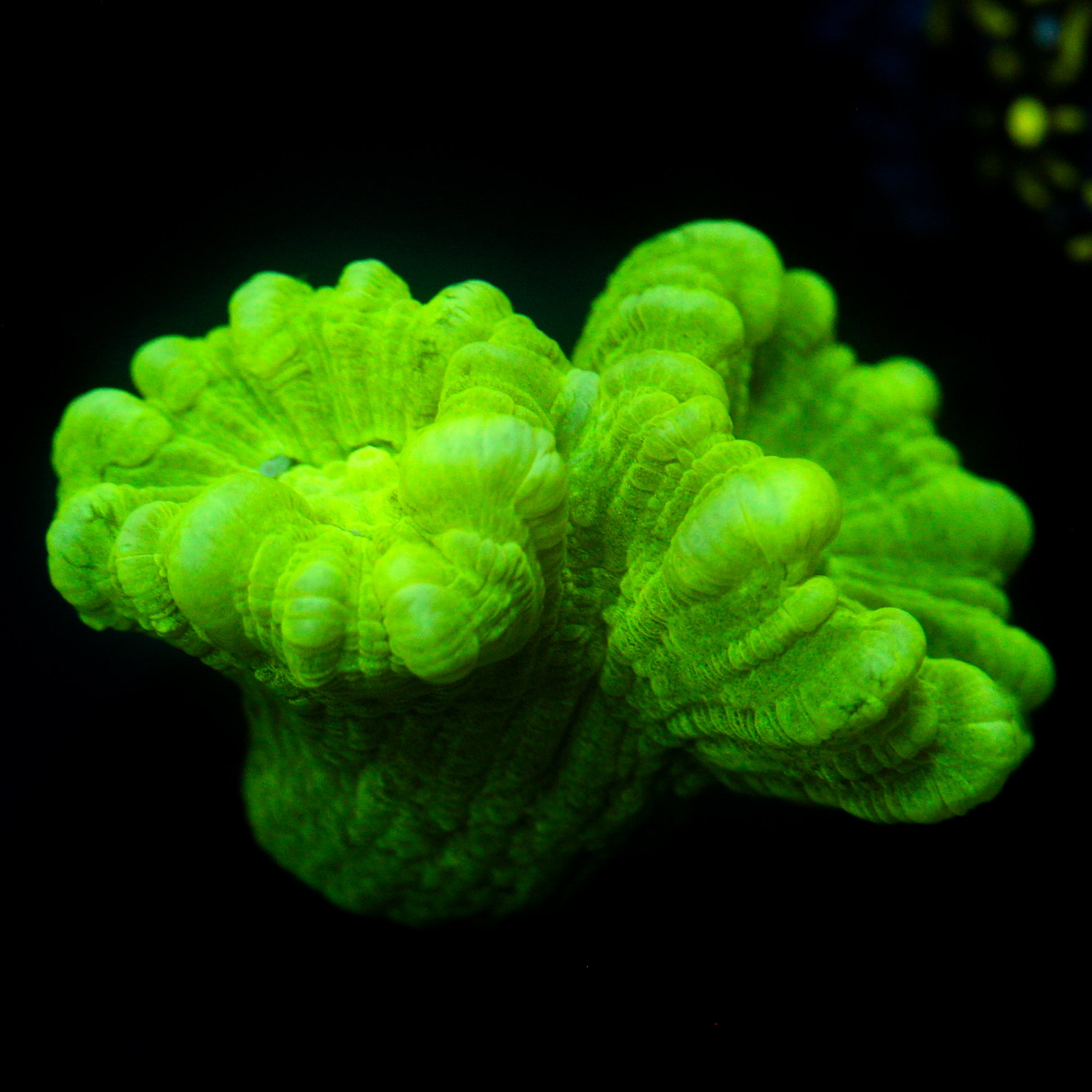 JC Neon Trumpet Coral
