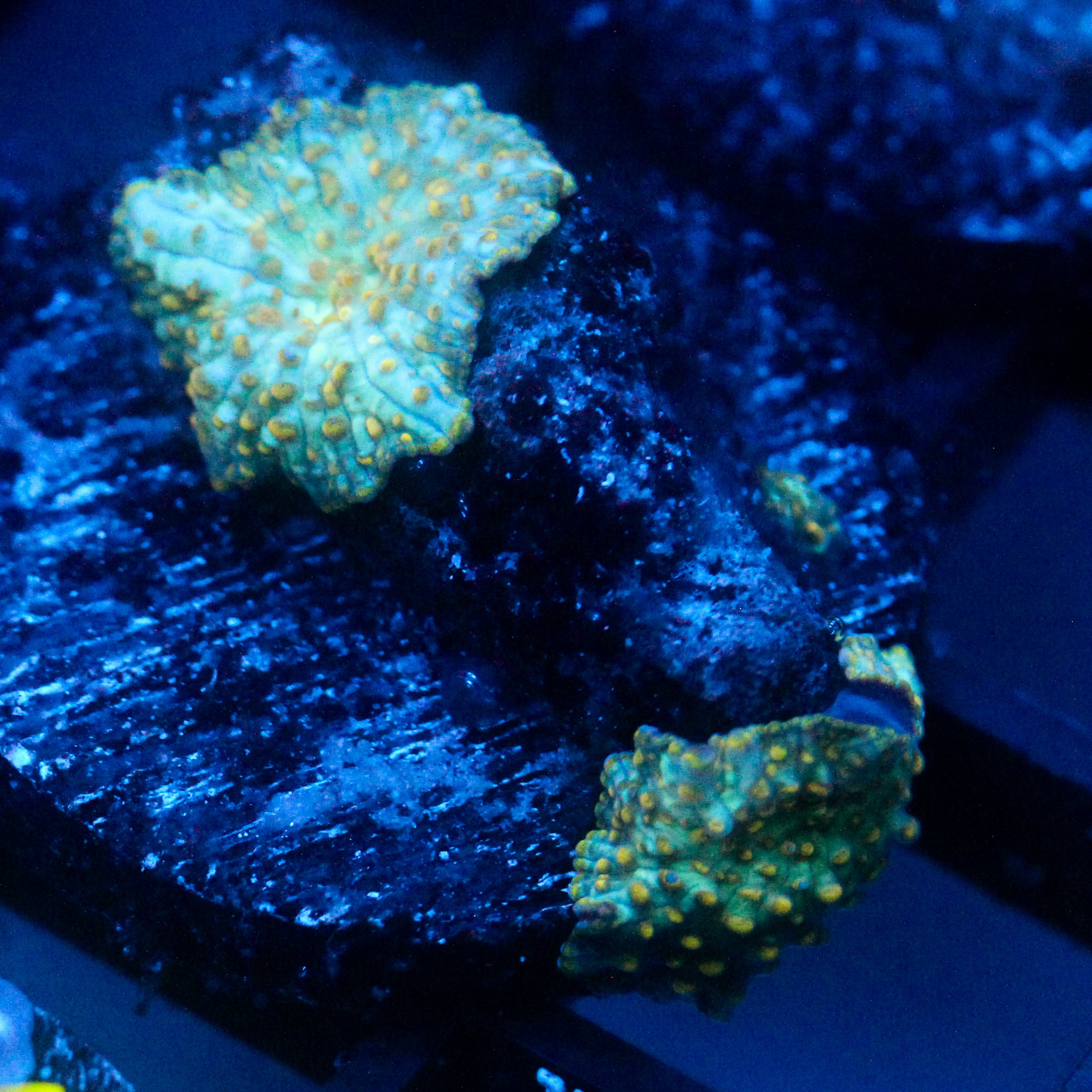 JC Firefly Discosoma
