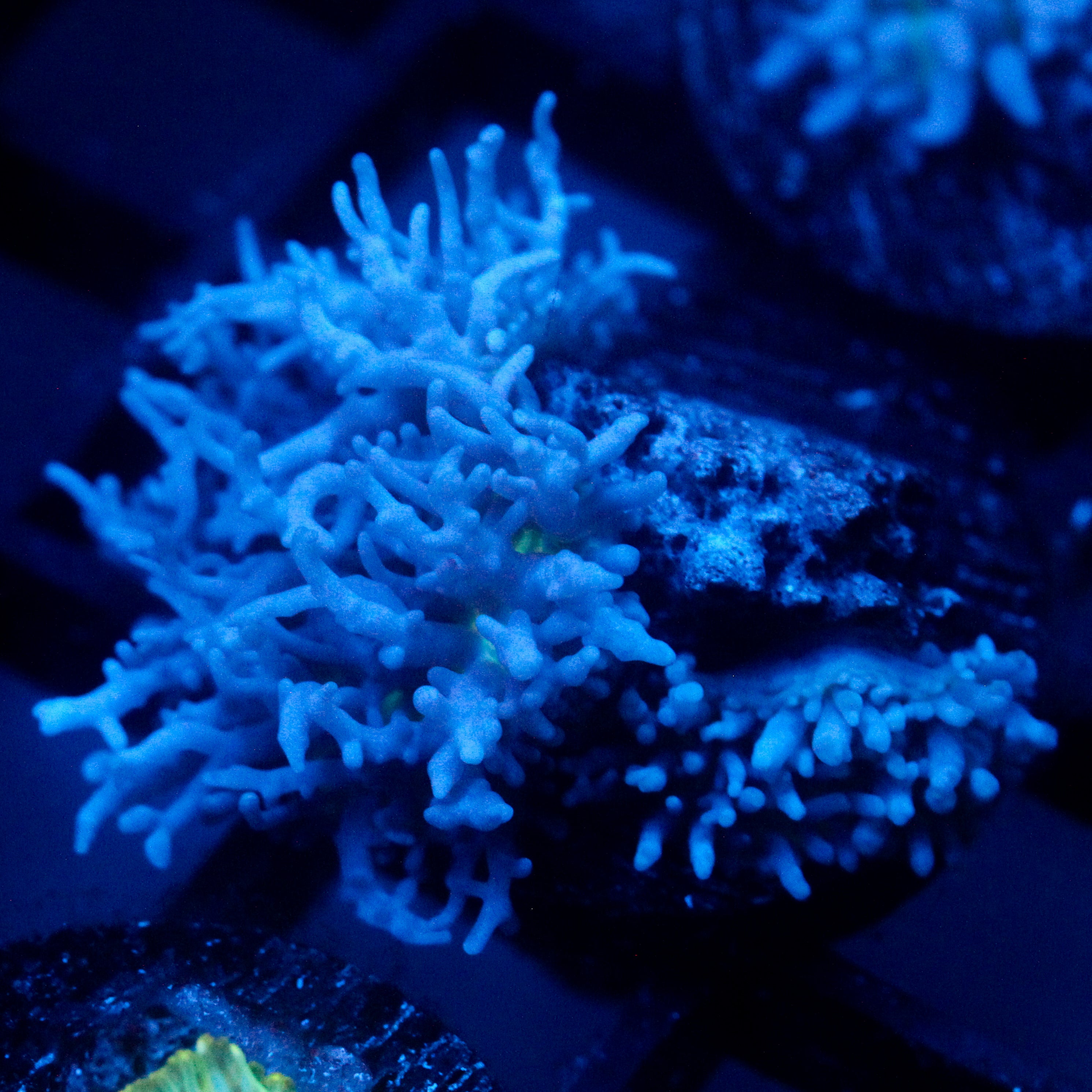 JC Fuzzy Mushroom