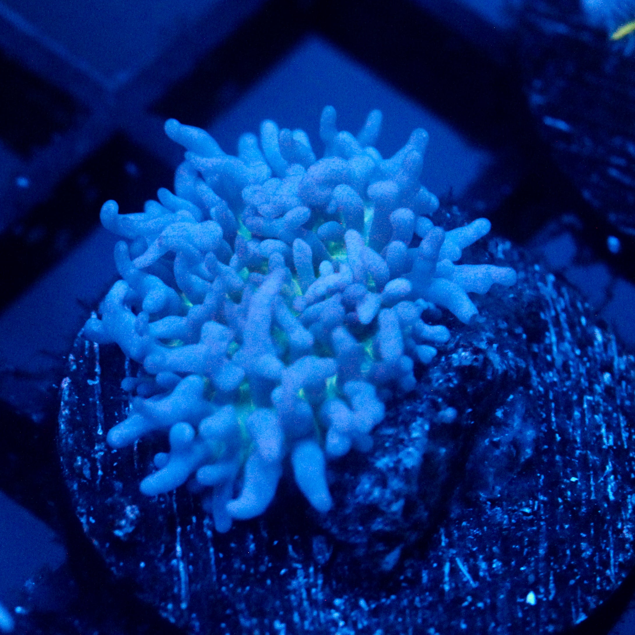 JC Fuzzy Mushroom