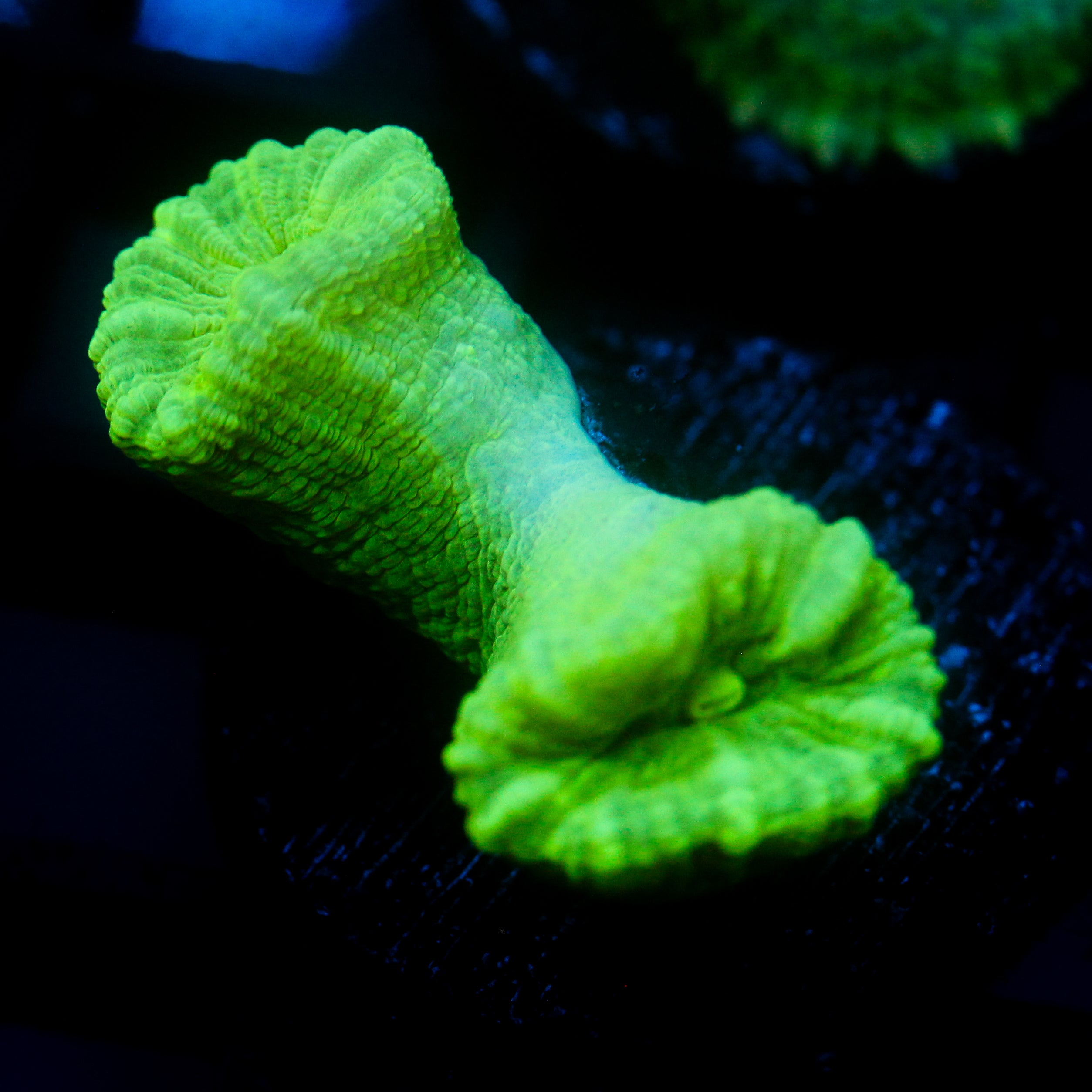 JC Neon Trumpet Coral