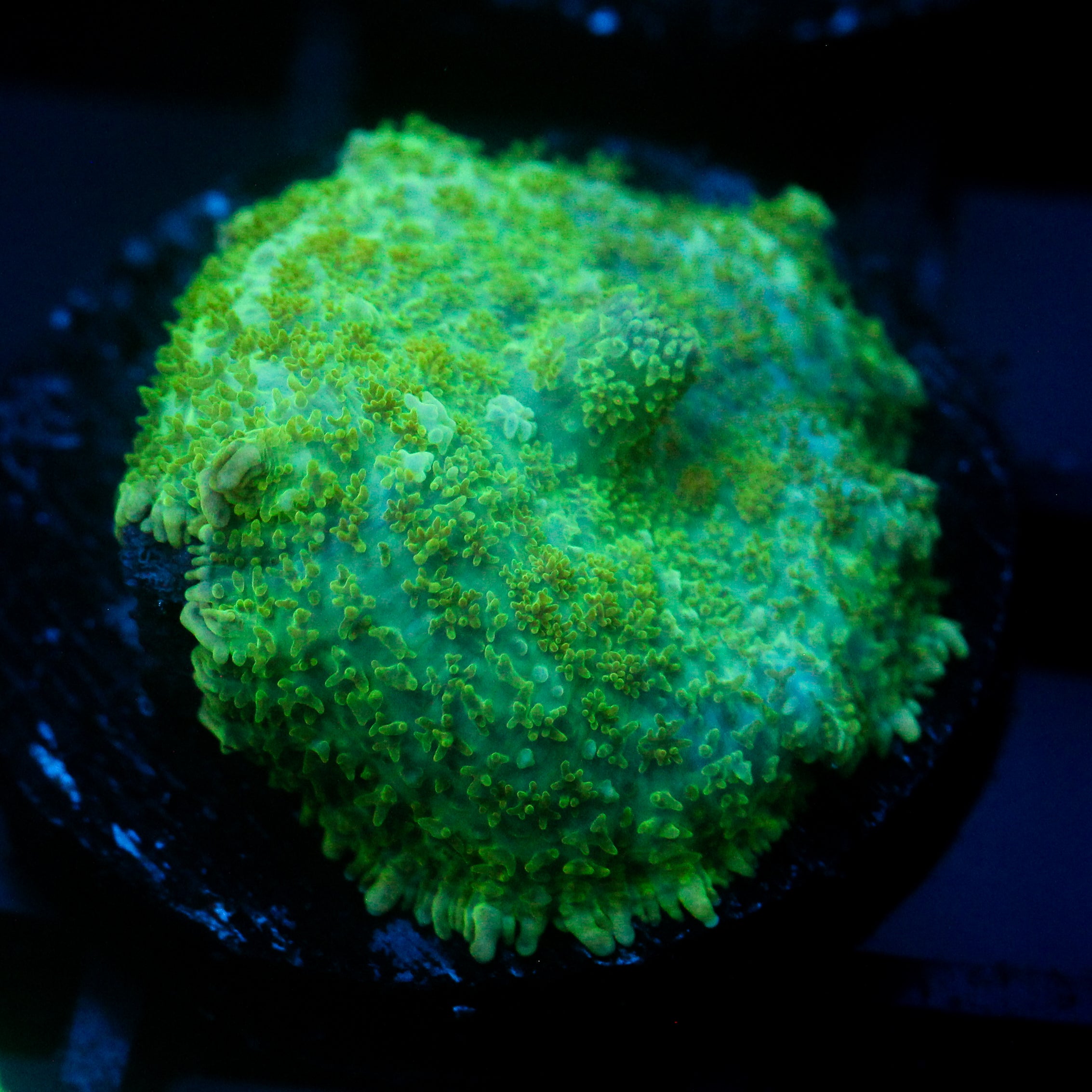 JC Lush Mesa Rhodactis
