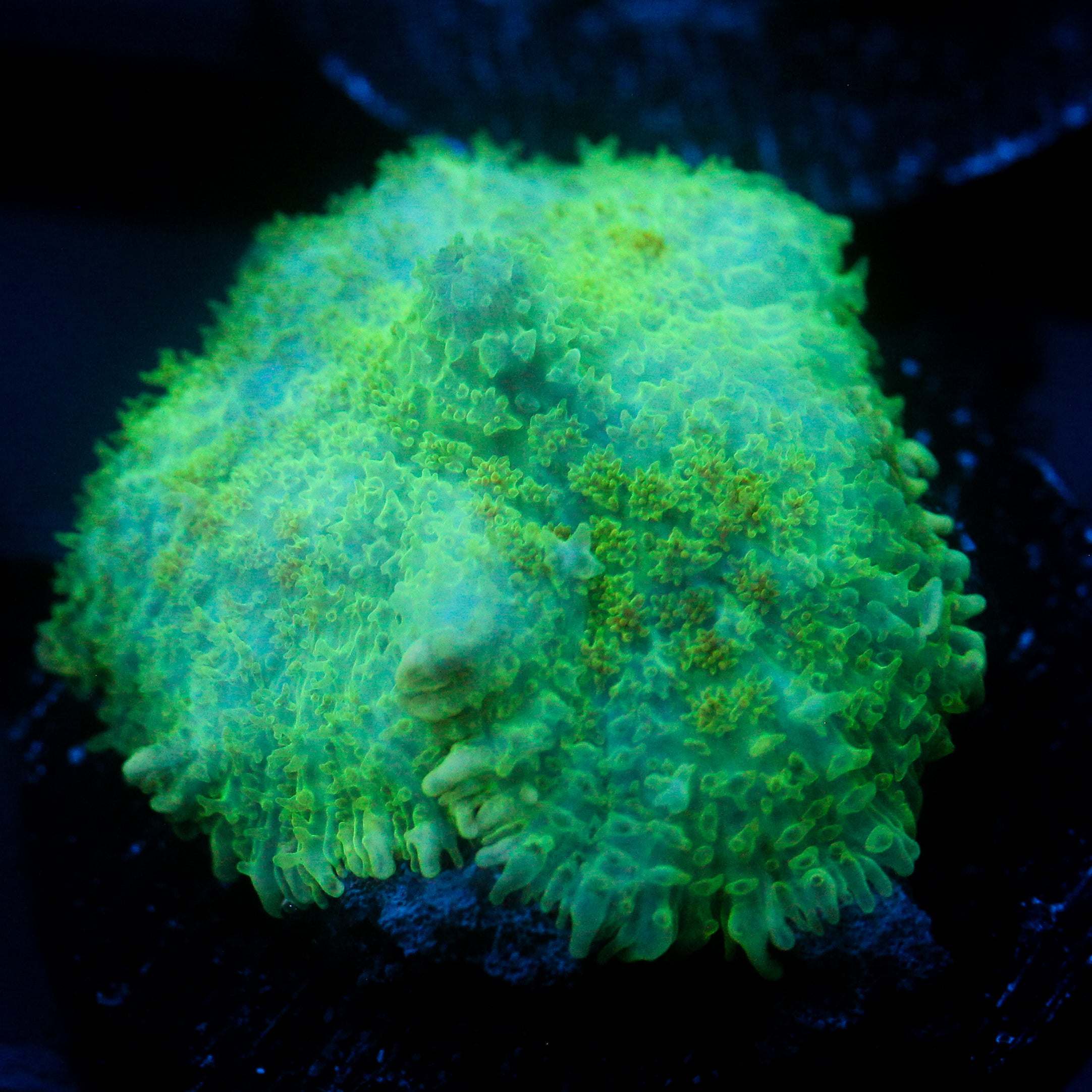 JC Lush Mesa Rhodactis
