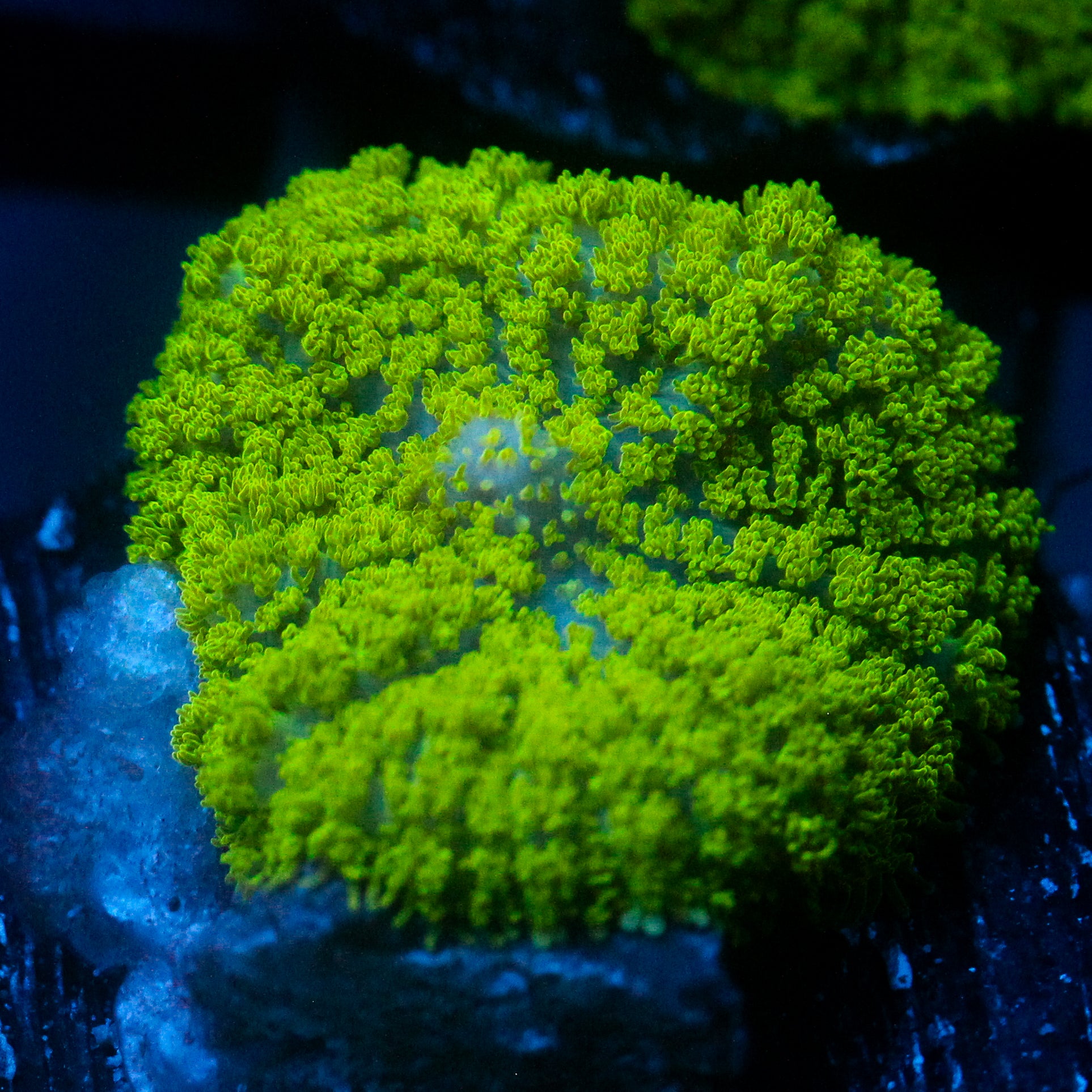 JC Neon Green Rhodactis