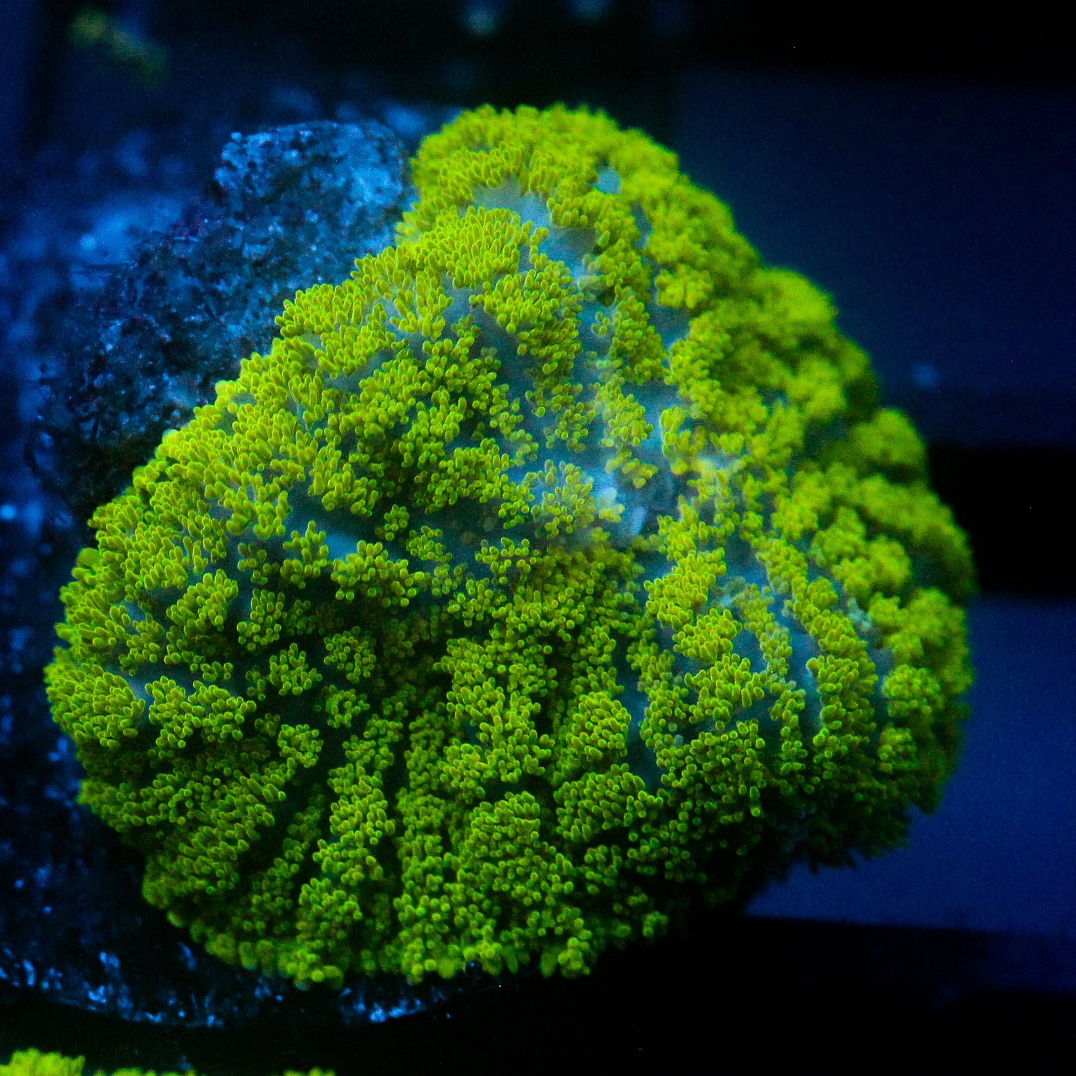 JC Neon Green Rhodactis