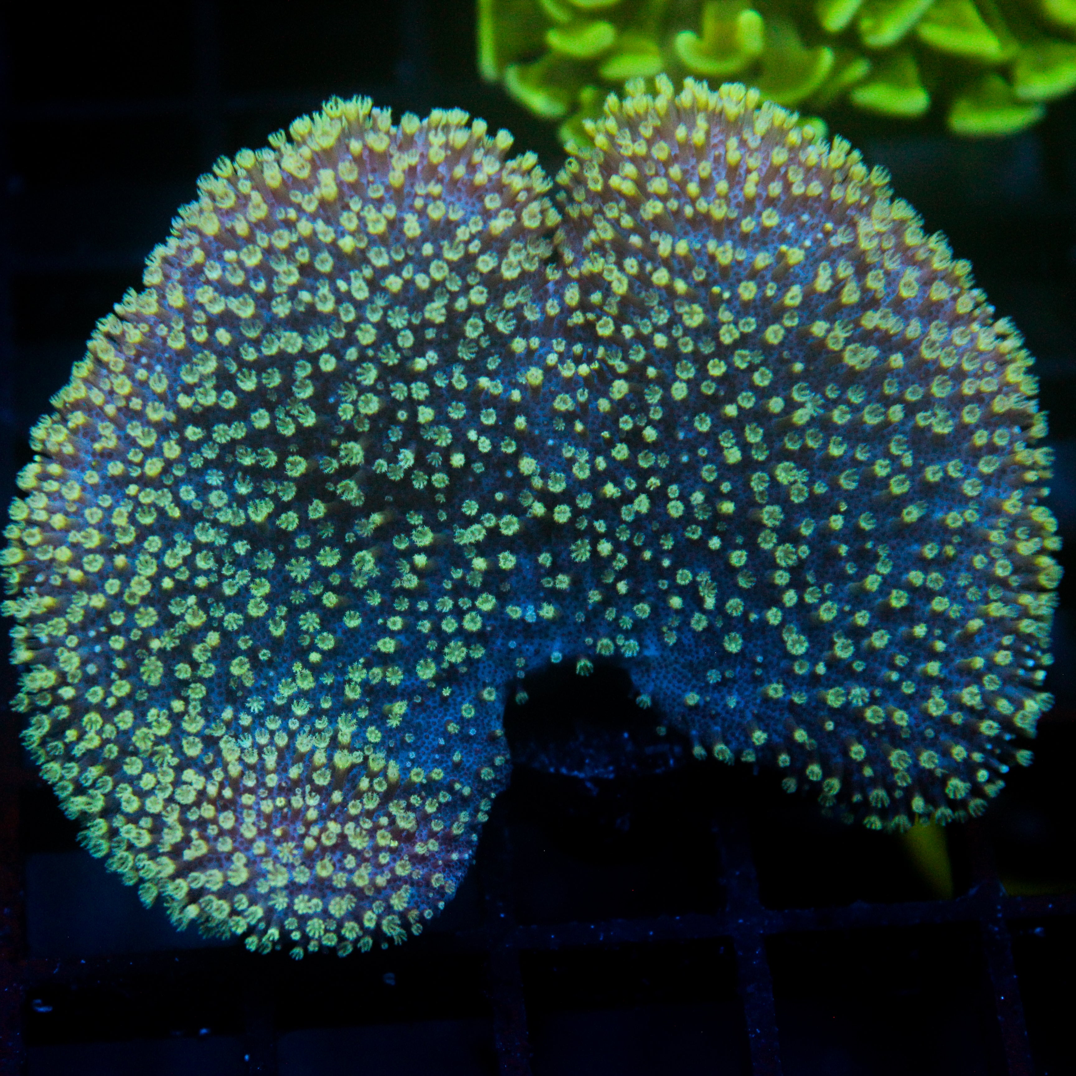 JC Minty Toadstool Aquacultured Chunky