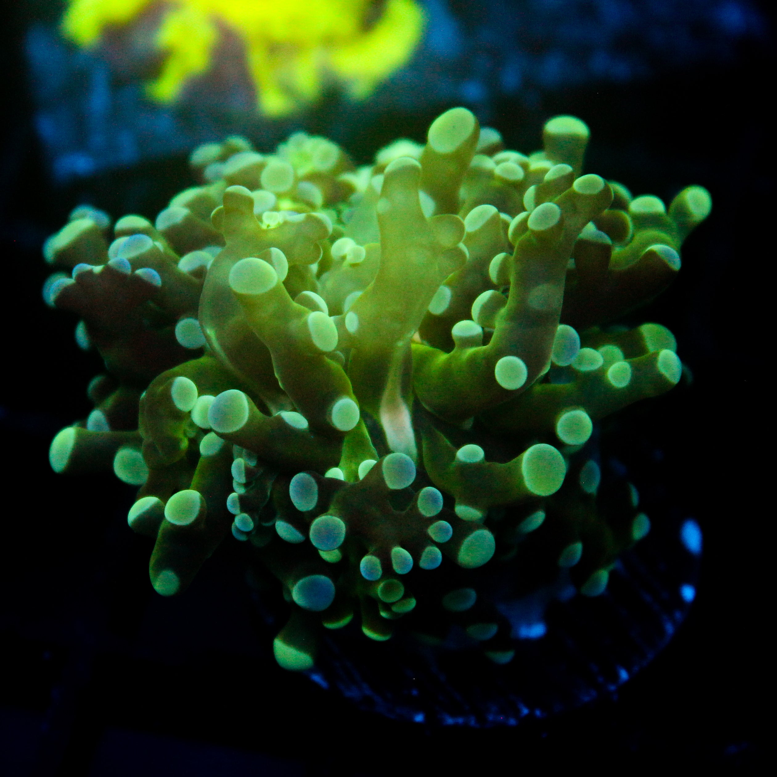 JC Fresh Breath Frogspawn