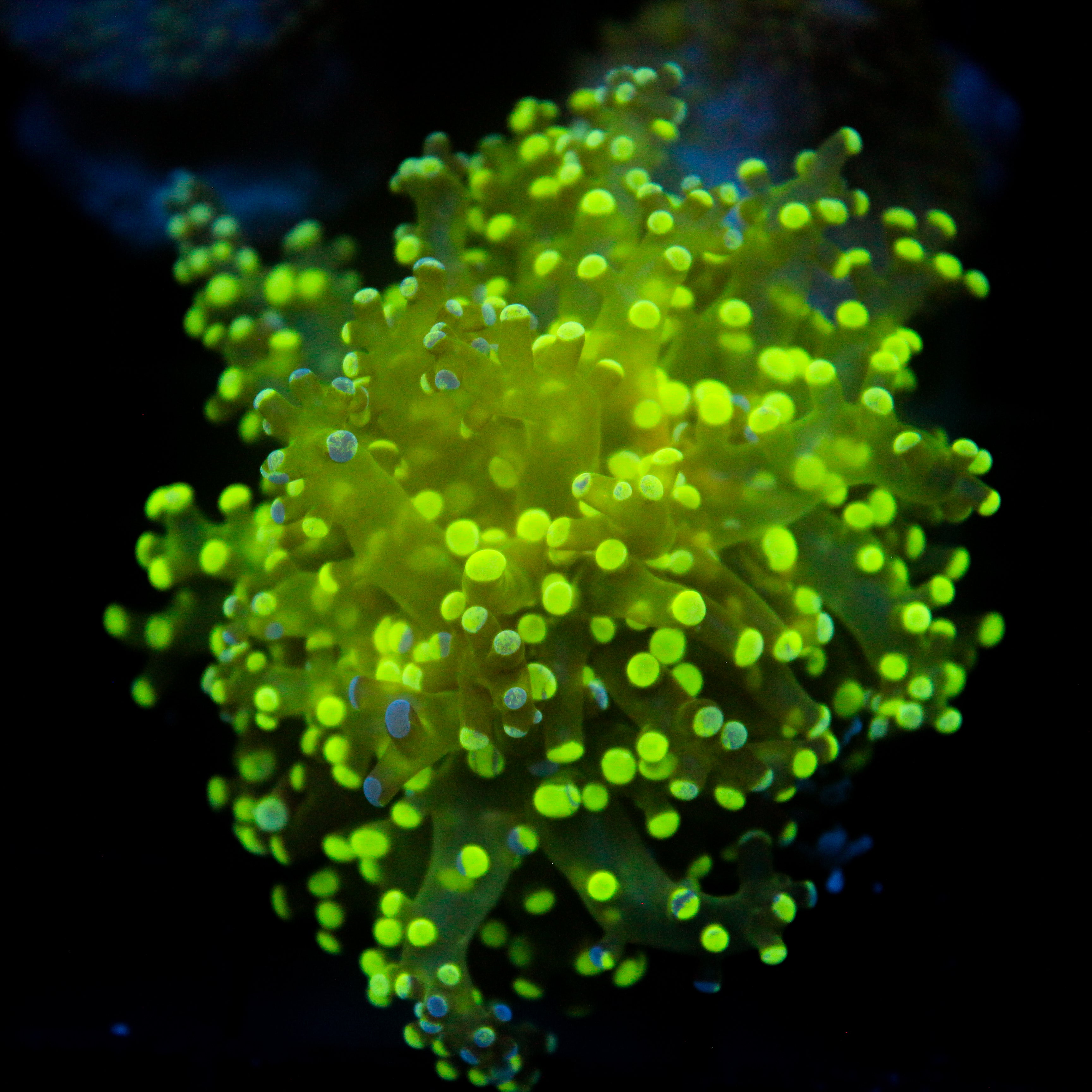 JC Neon Splatter Frogspawn
