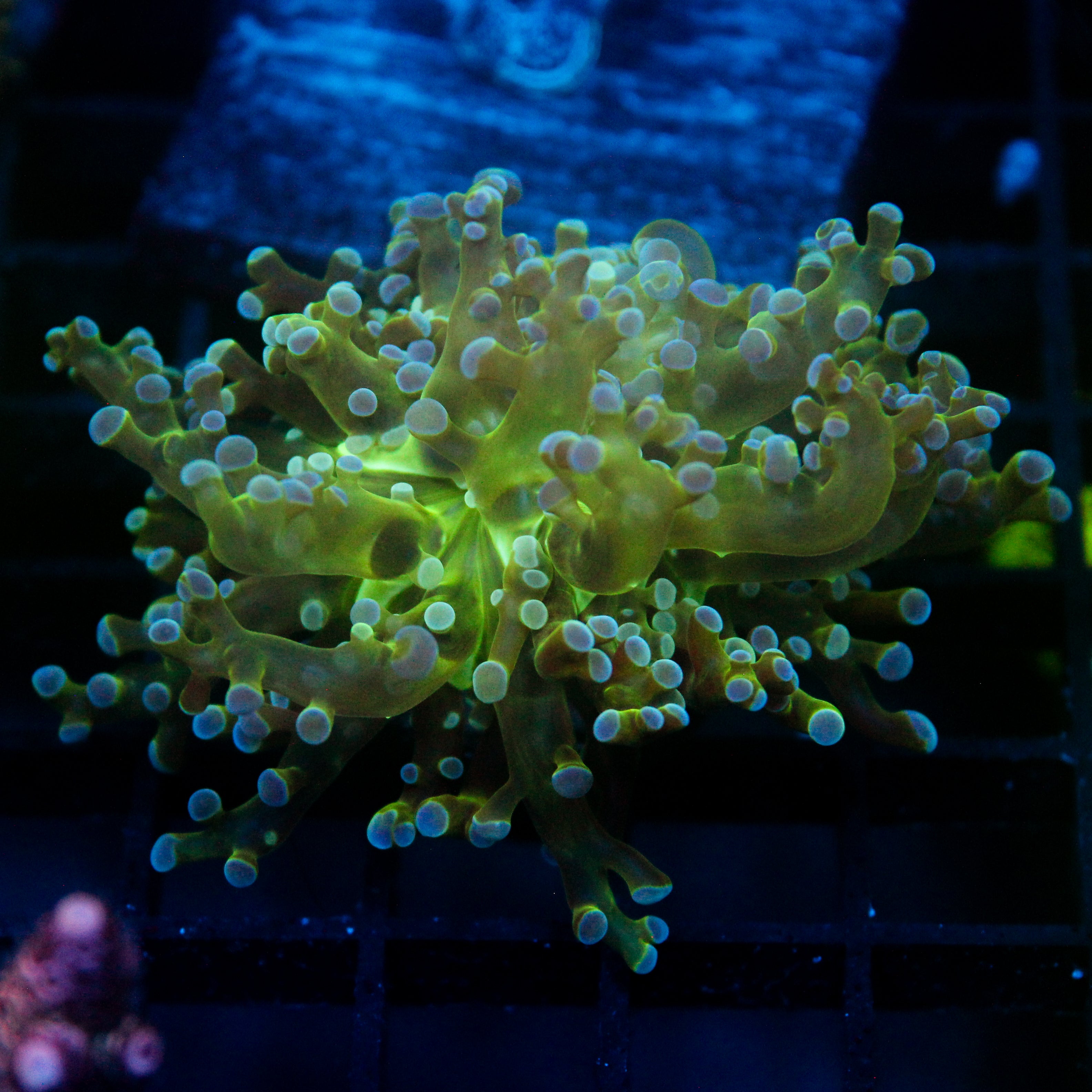 JC Hulk Buster Frogspawn