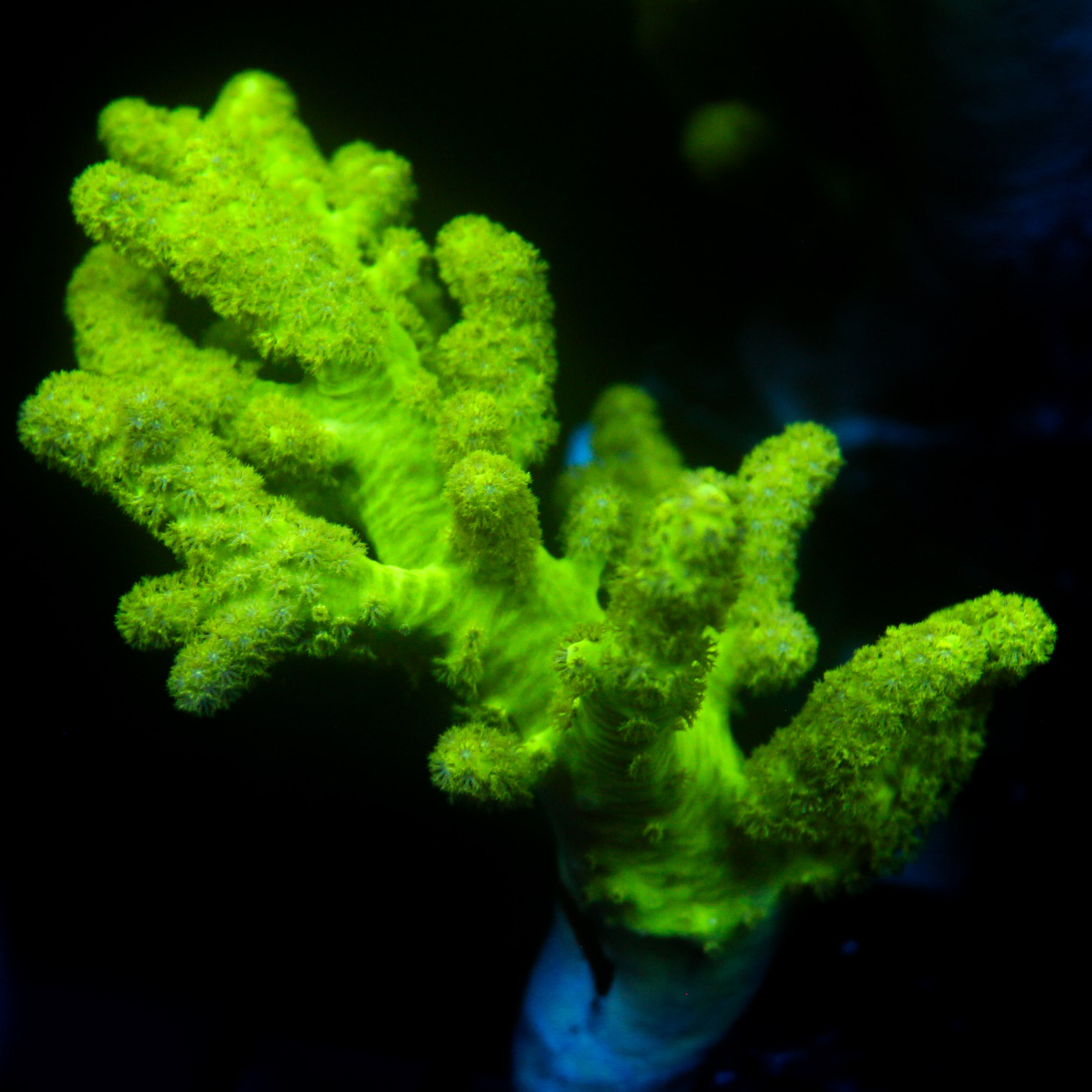 JC Neon Green Sinularia Frag