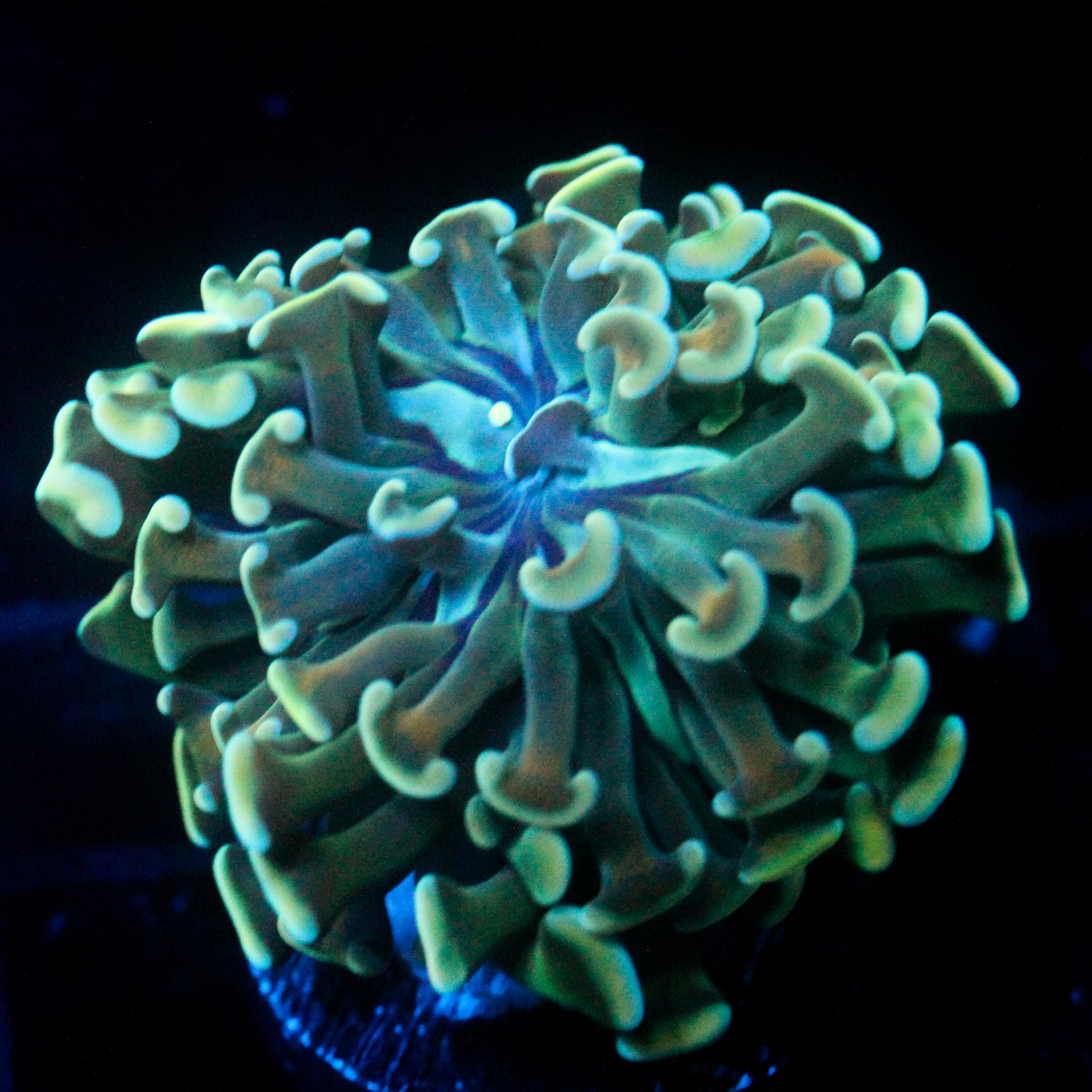 JC Sea Prism Hammer