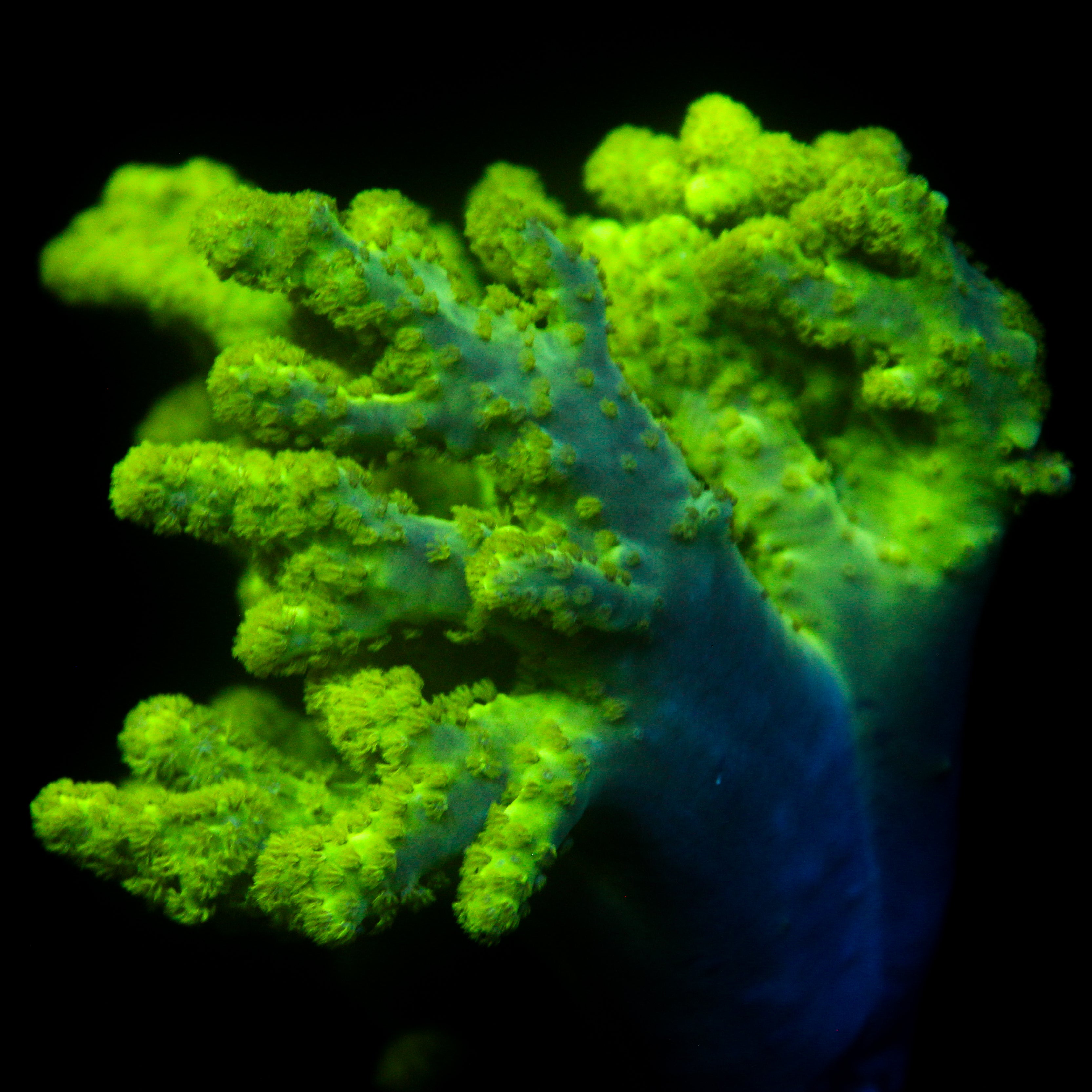 JC XL Neon Green Sinularia